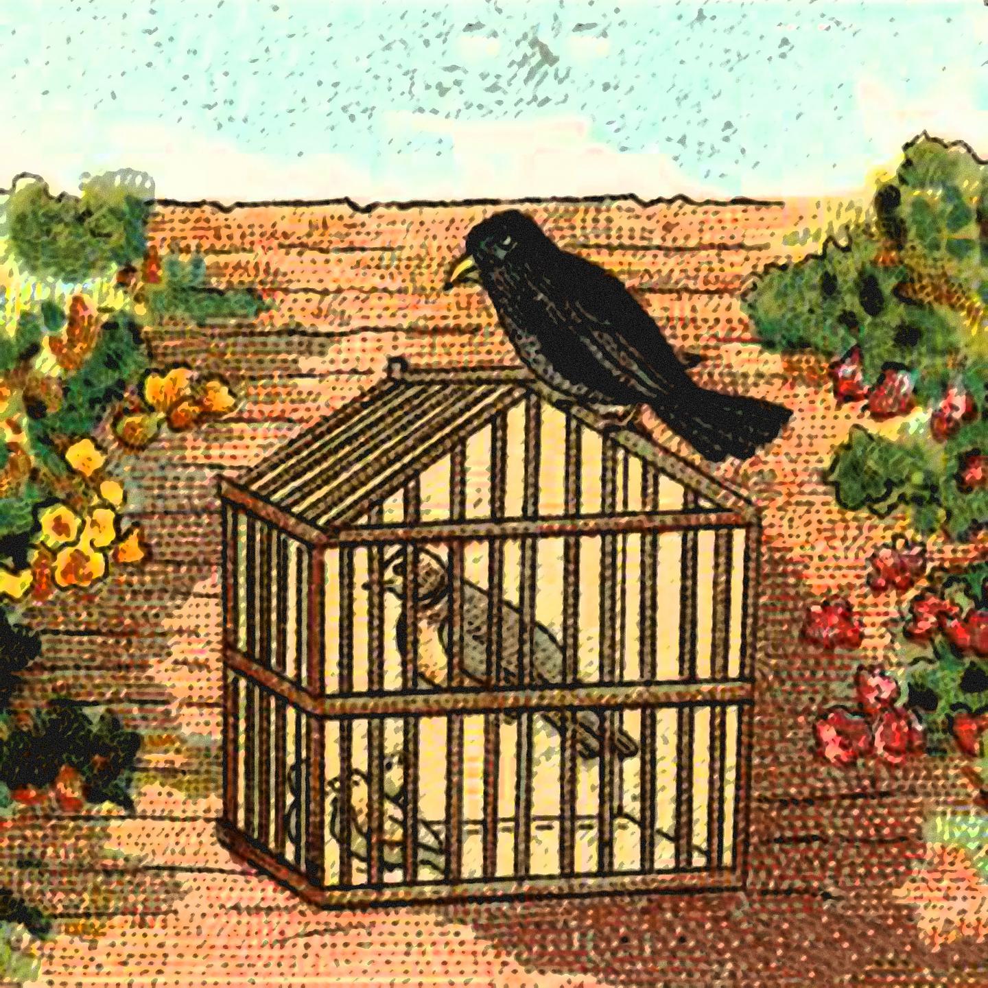 Постер альбома The Dove and the Crow