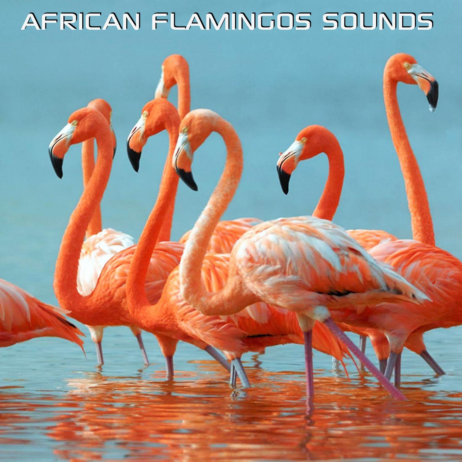 Постер альбома African Flamingos Sounds (feat. Nature Soundscapes, Flamingo Soundscapes, Discovery Nature Sound & African Nature Soundscapes)