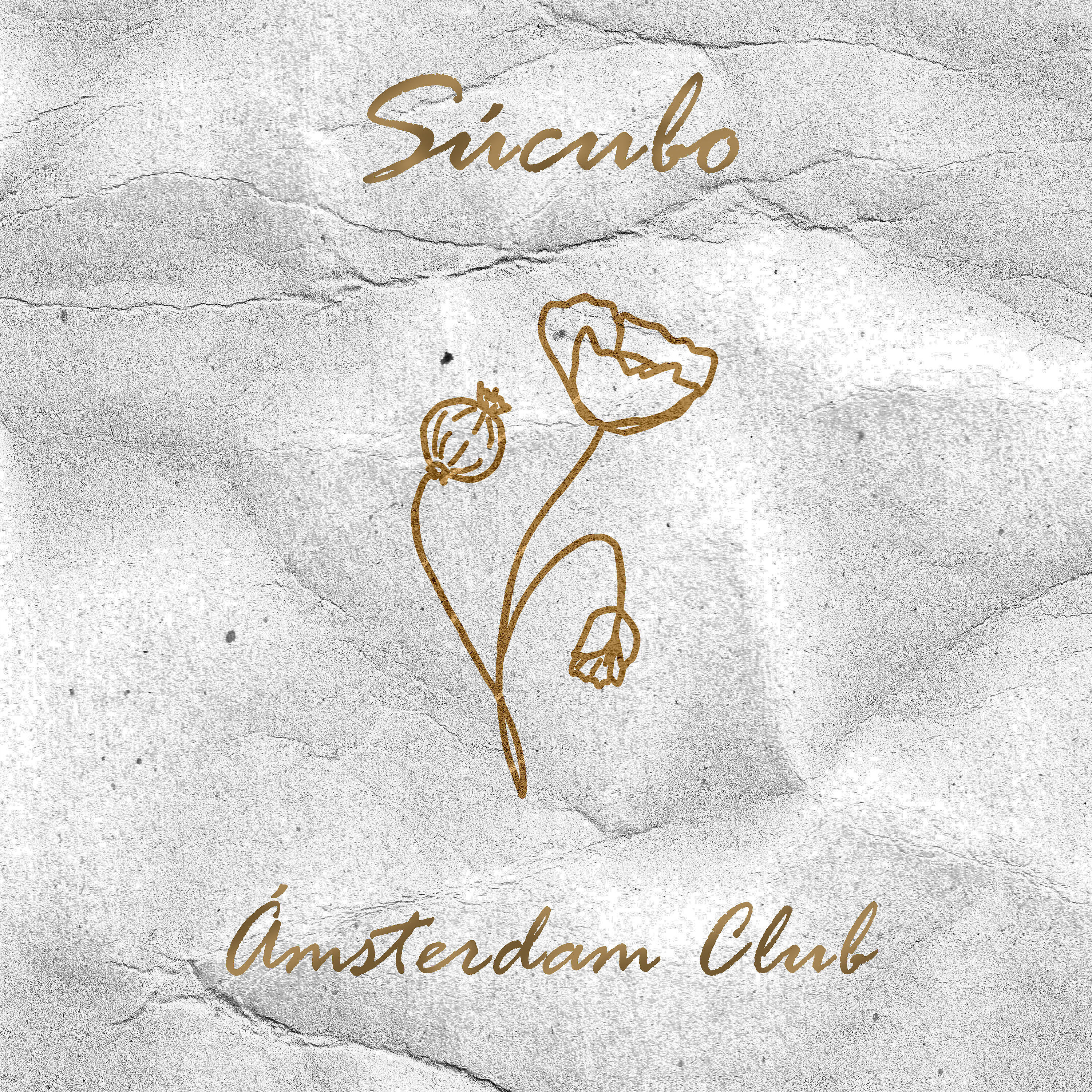 Ámsterdam Club - Súcubo