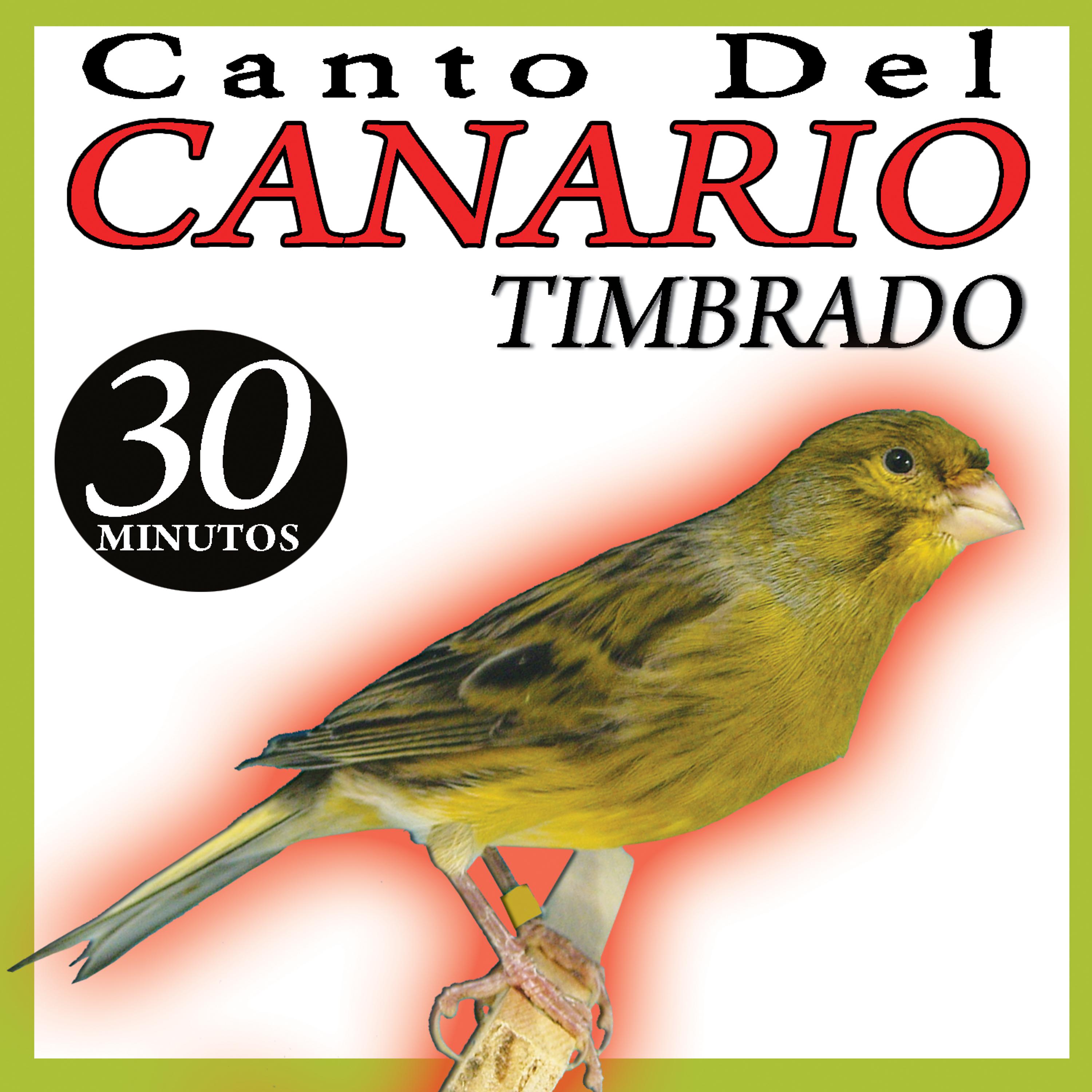 Постер альбома Canto de Canario Timbrado Español Sonido de Pajaros