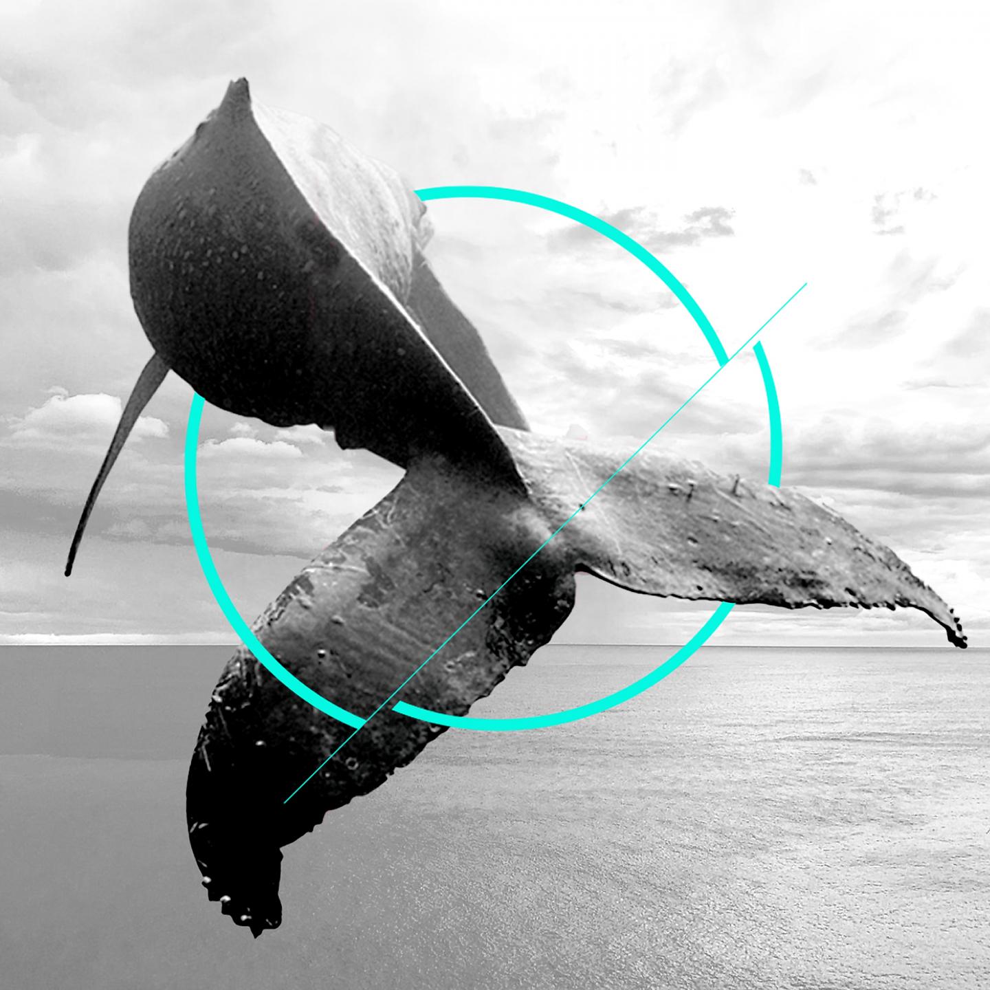 Постер альбома Gray Whale