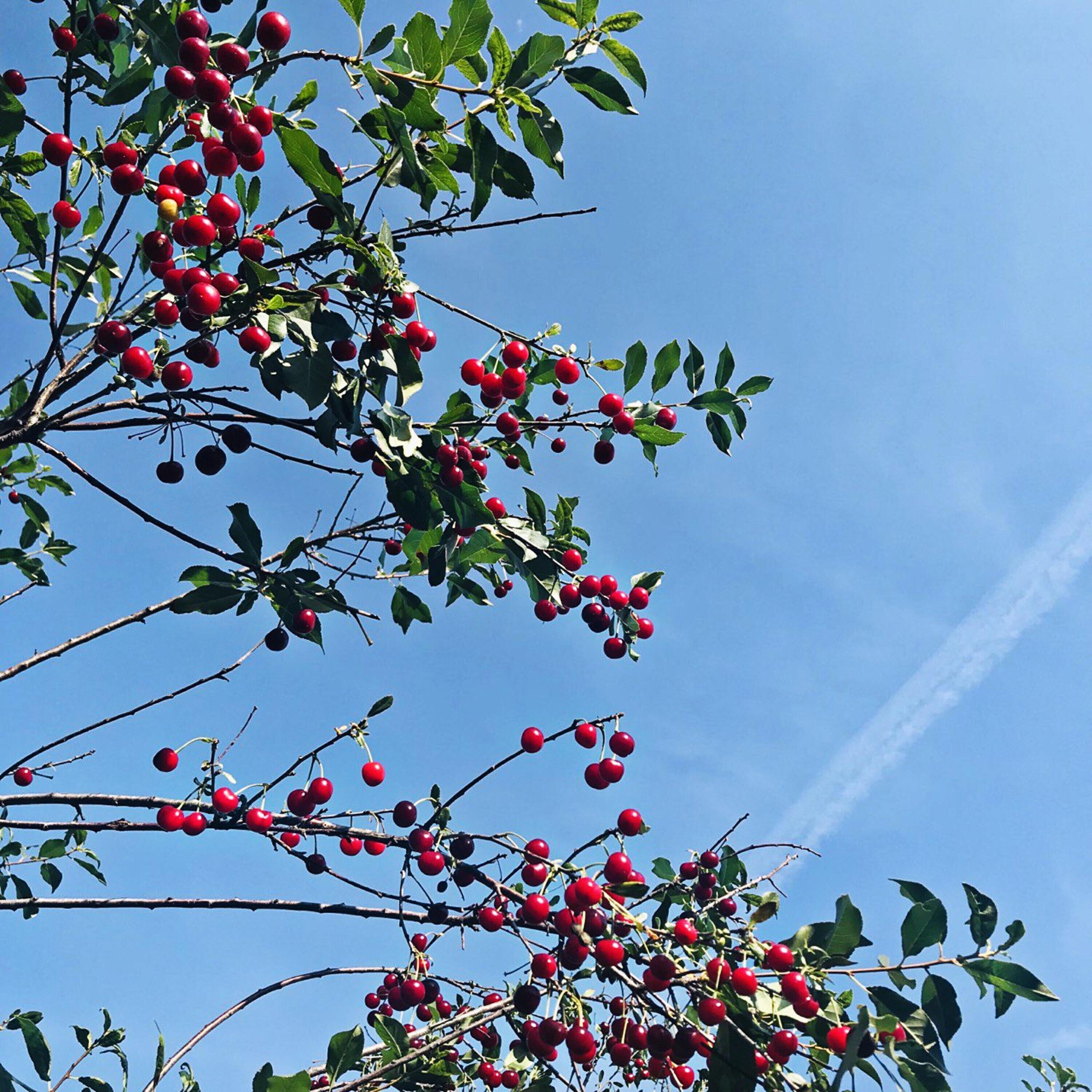 Кислый Гриша все песни в mp3