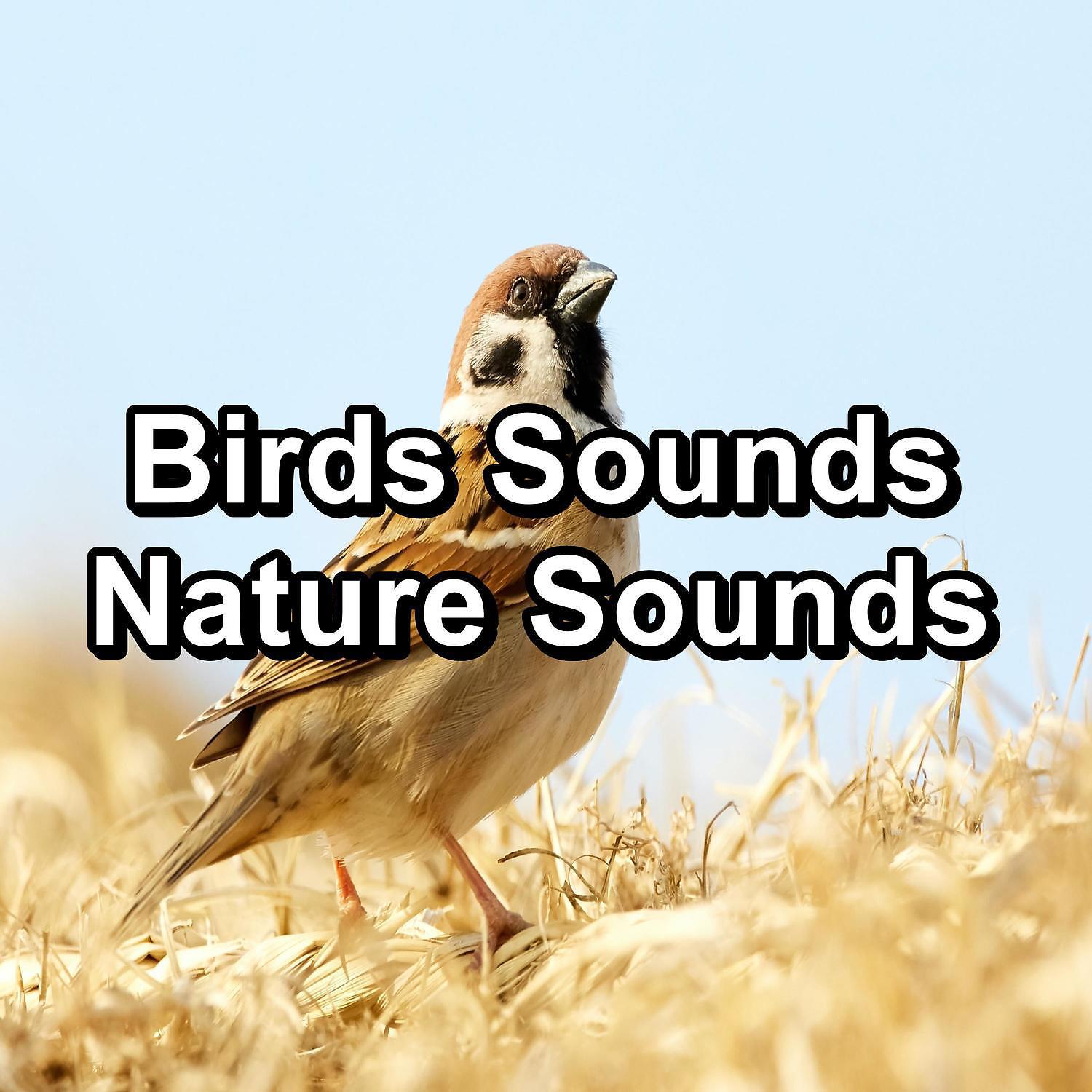 Постер альбома Birds Sounds Nature Sounds