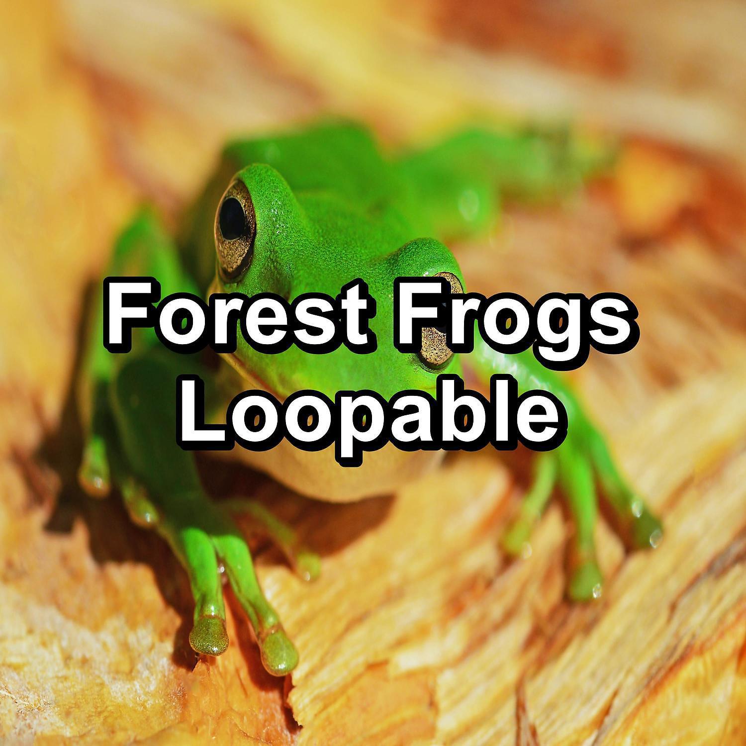 Постер альбома Forest Frogs Loopable