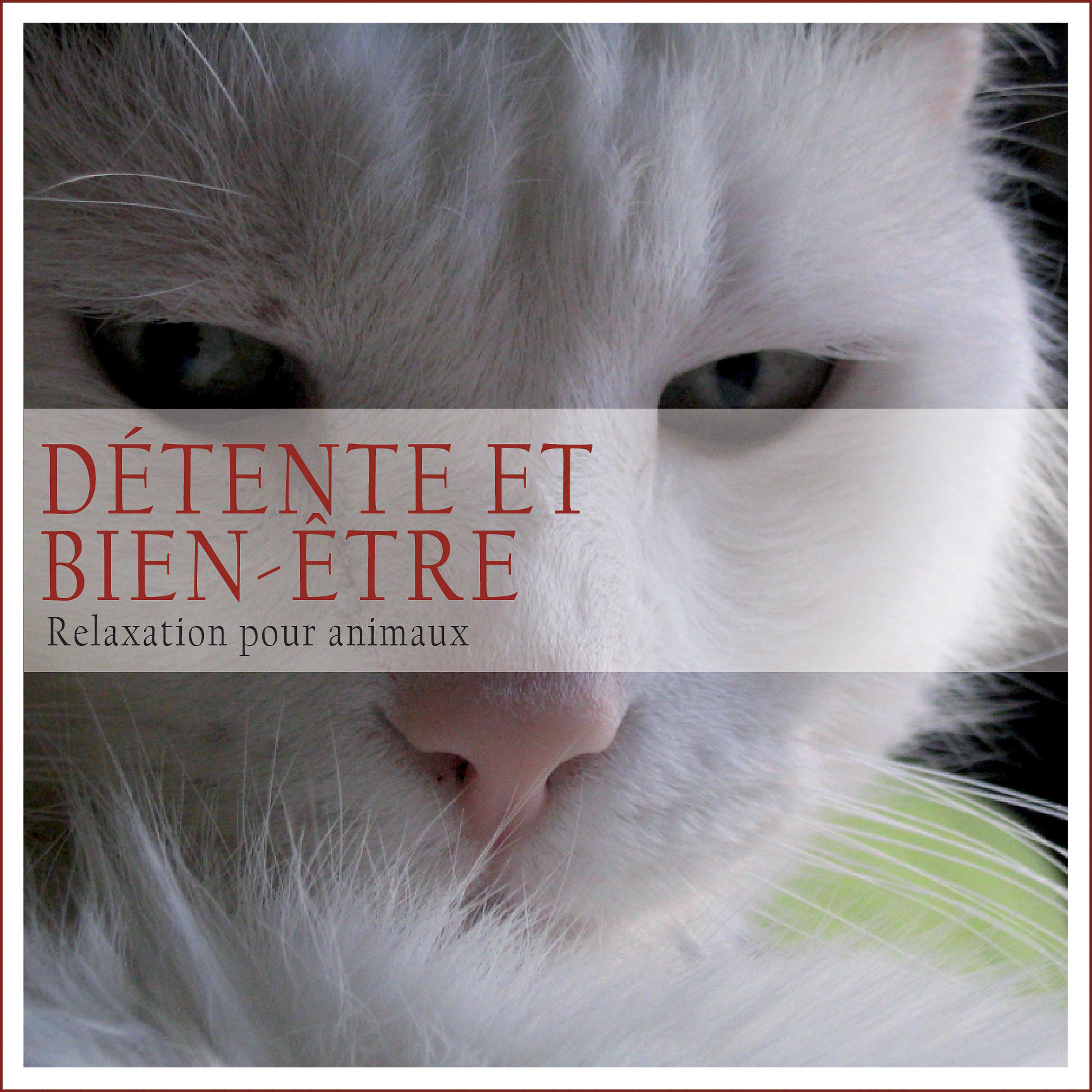 Постер альбома Détente et bien-être: Relaxation pour animaux