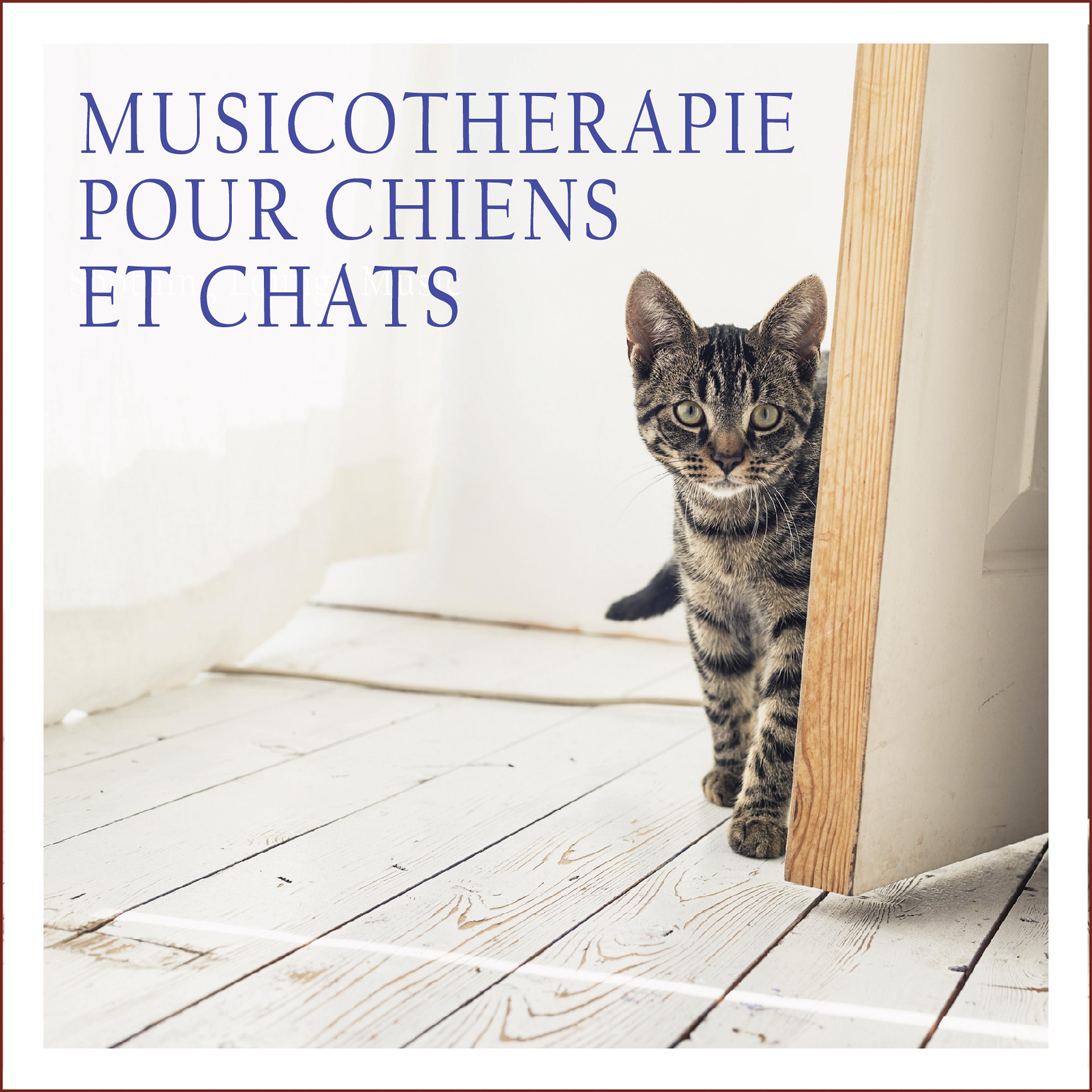 Постер альбома Musicothérapie pour chiens et chats
