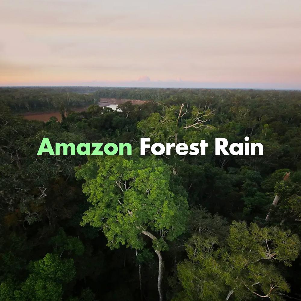 Постер альбома Amazon Forest Rain