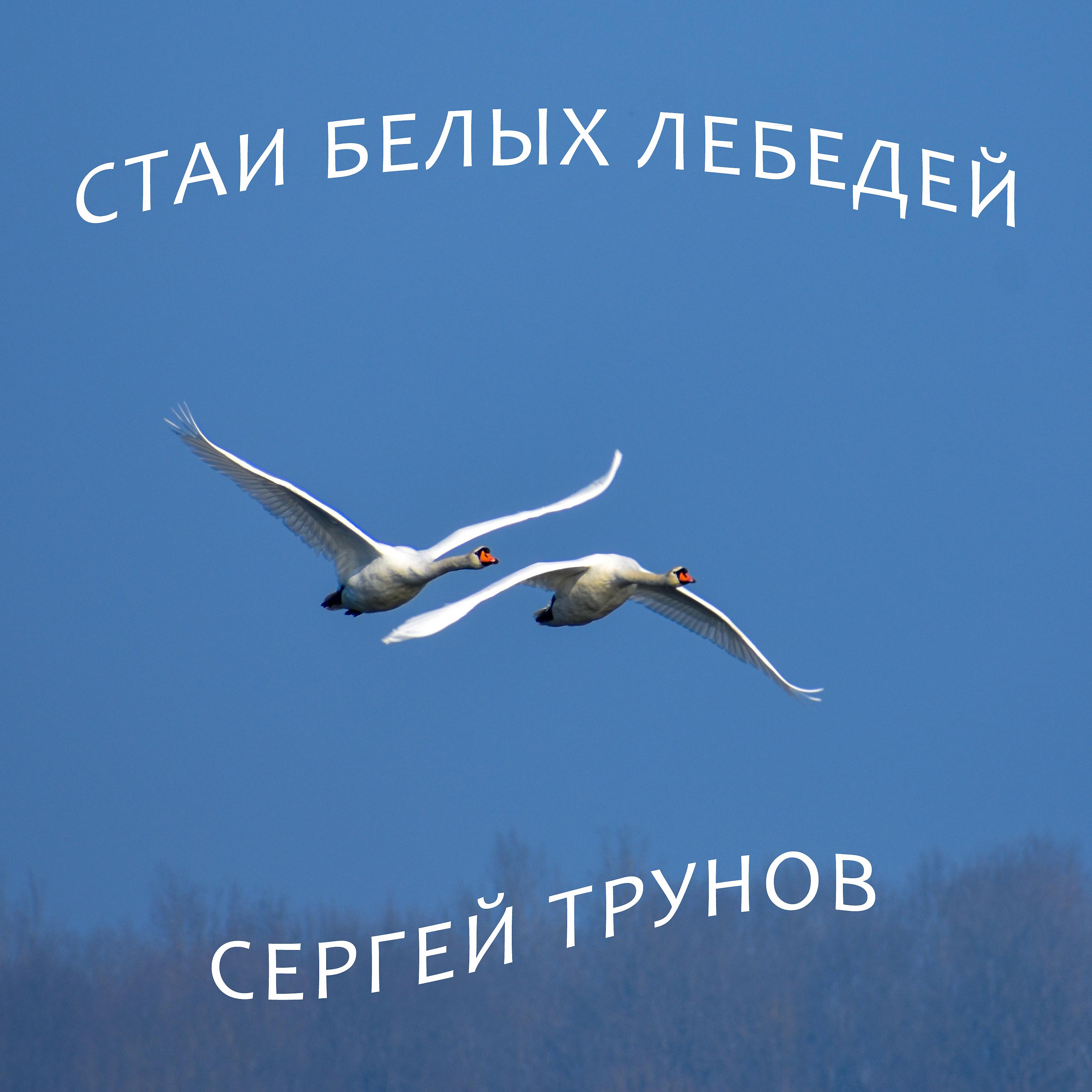 Постер альбома Стаи белых лебедей
