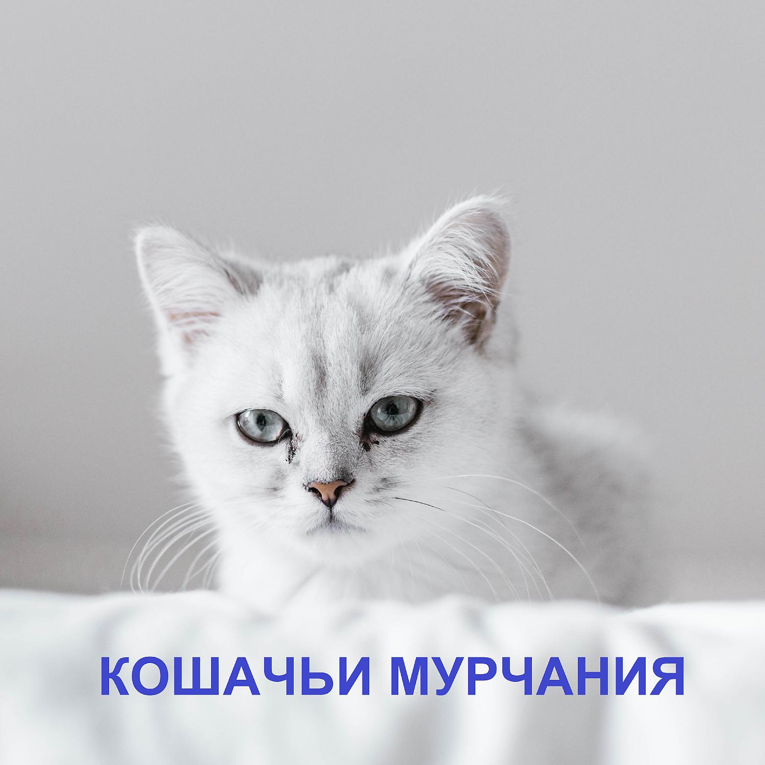 Постер альбома Кошачьи мурчания