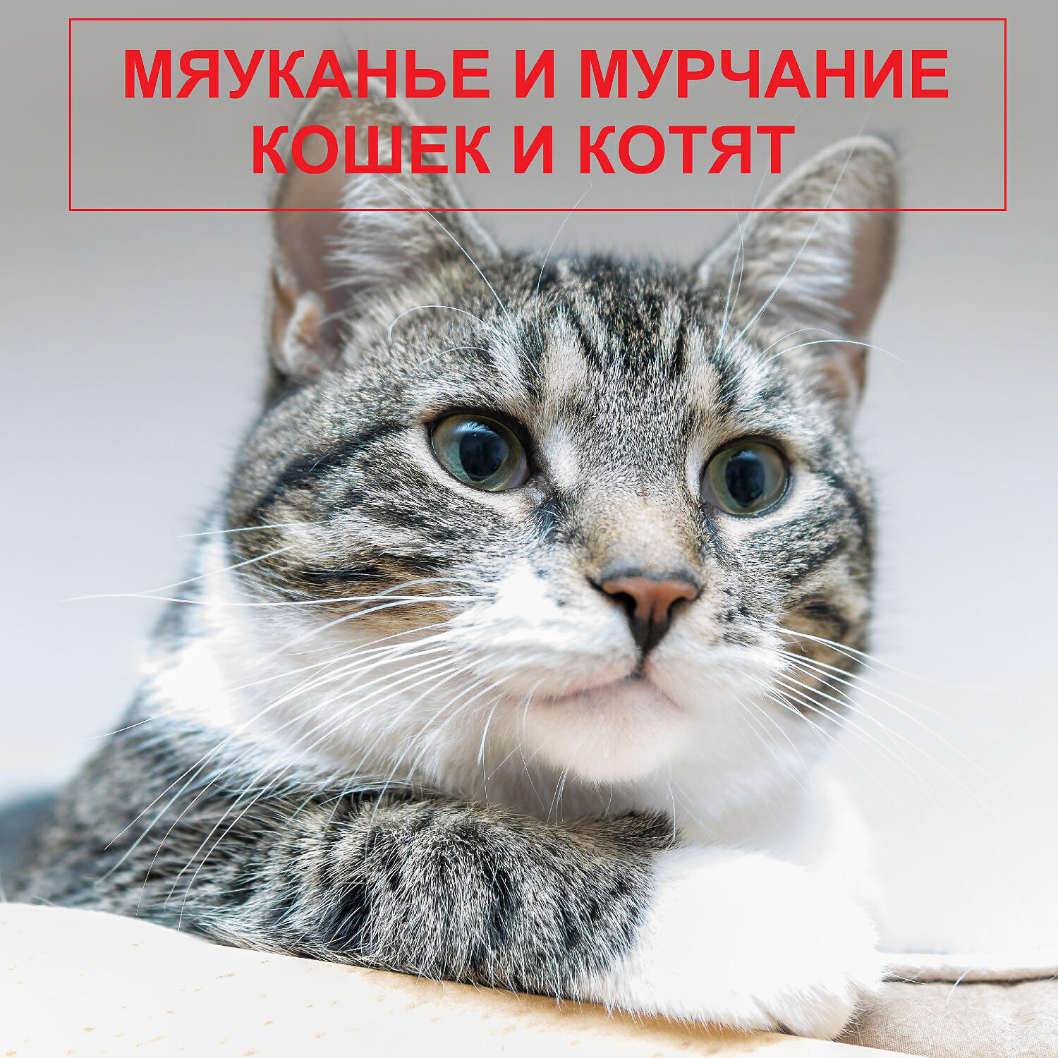 Мяуканье кошек - Звук драки котов и шипения
