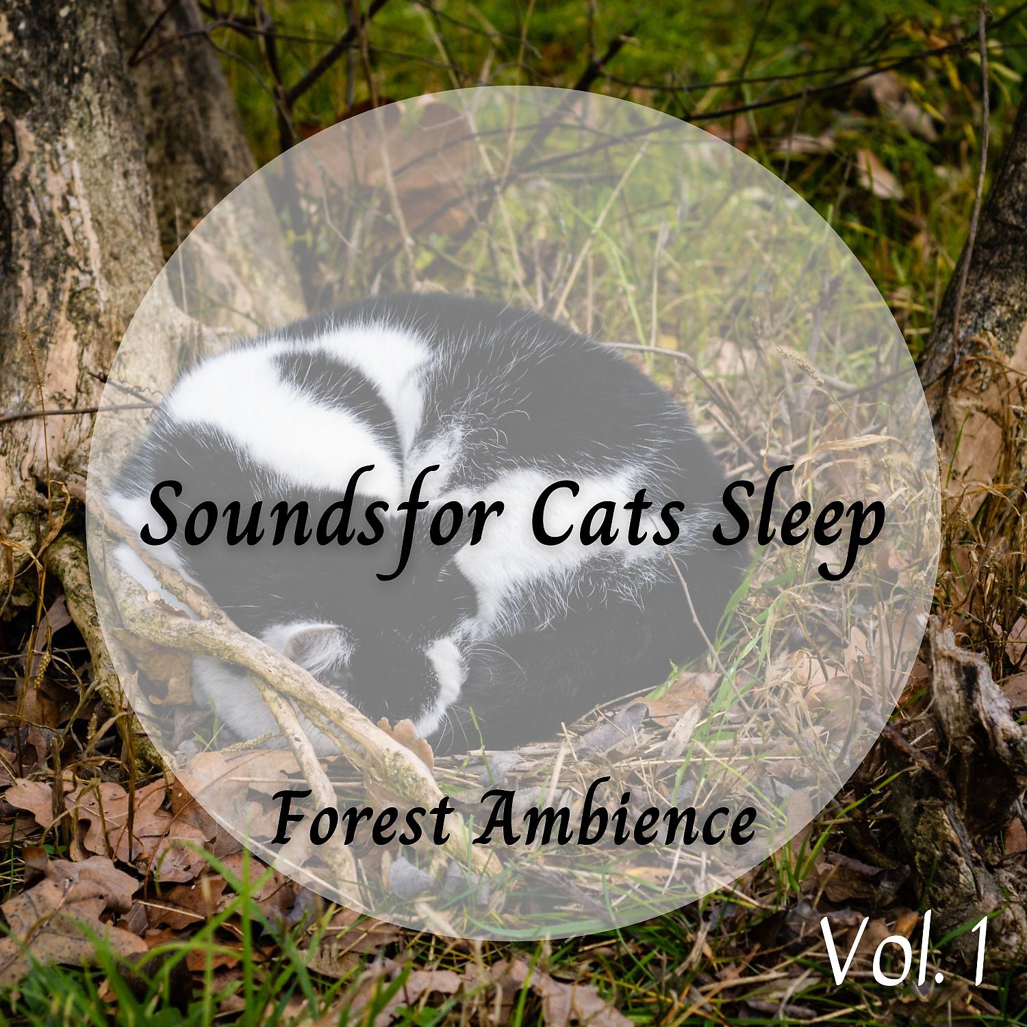 Постер альбома Forest Ambience: Sounds for Cats Sleep Vol. 1