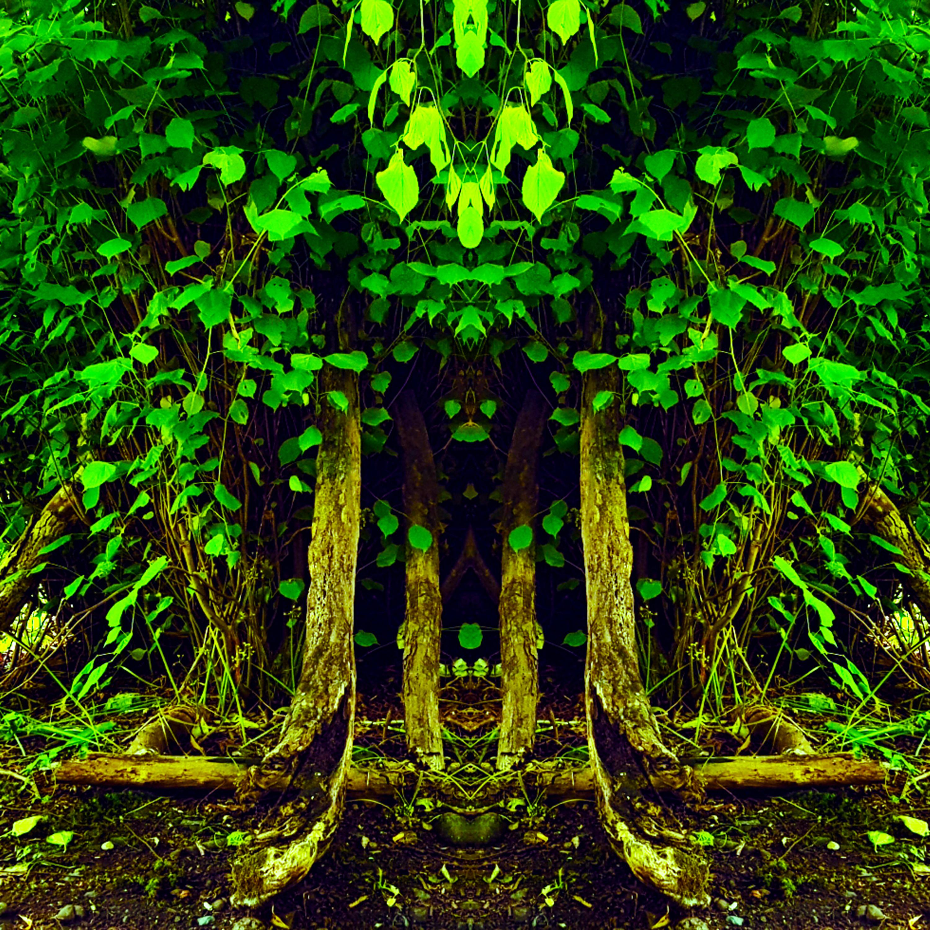 Постер альбома Forest Gods