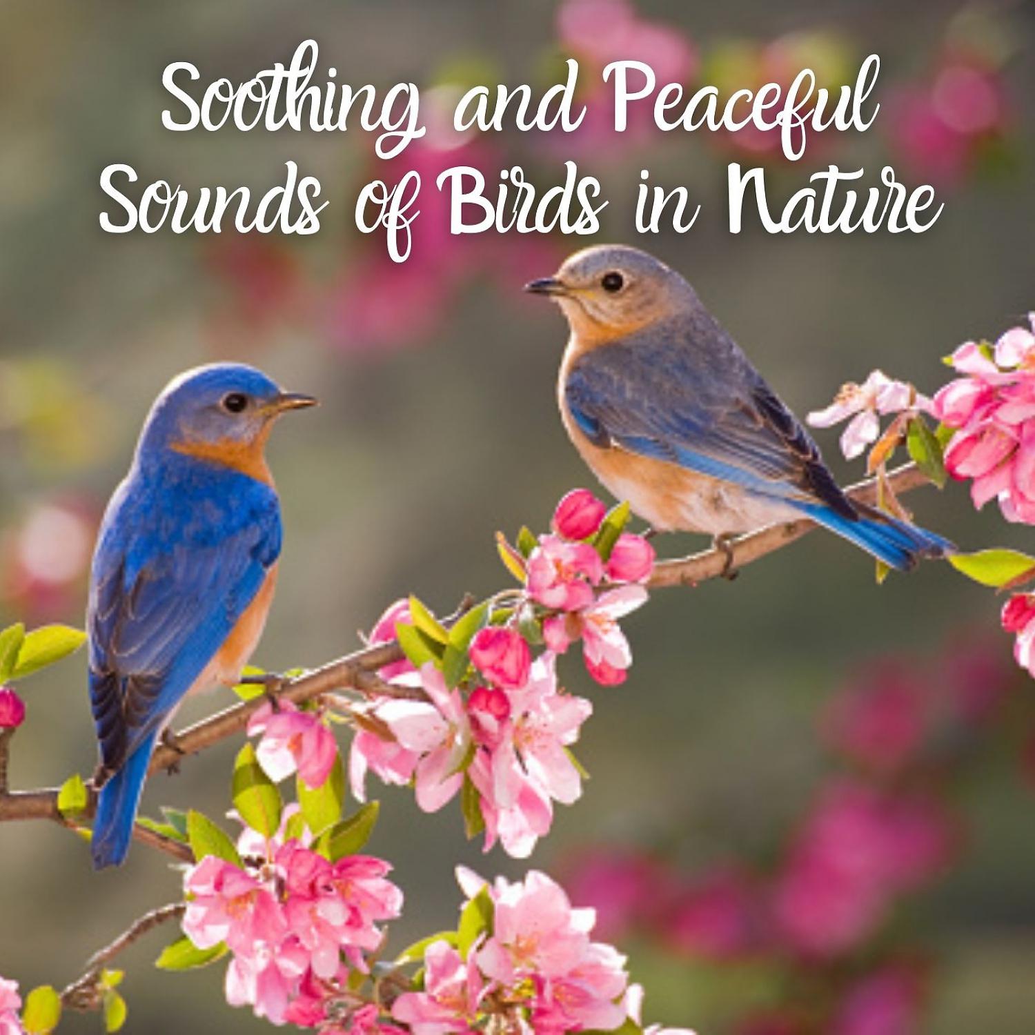 Постер альбома Soothing and Peaceful Sounds of Birds in Nature