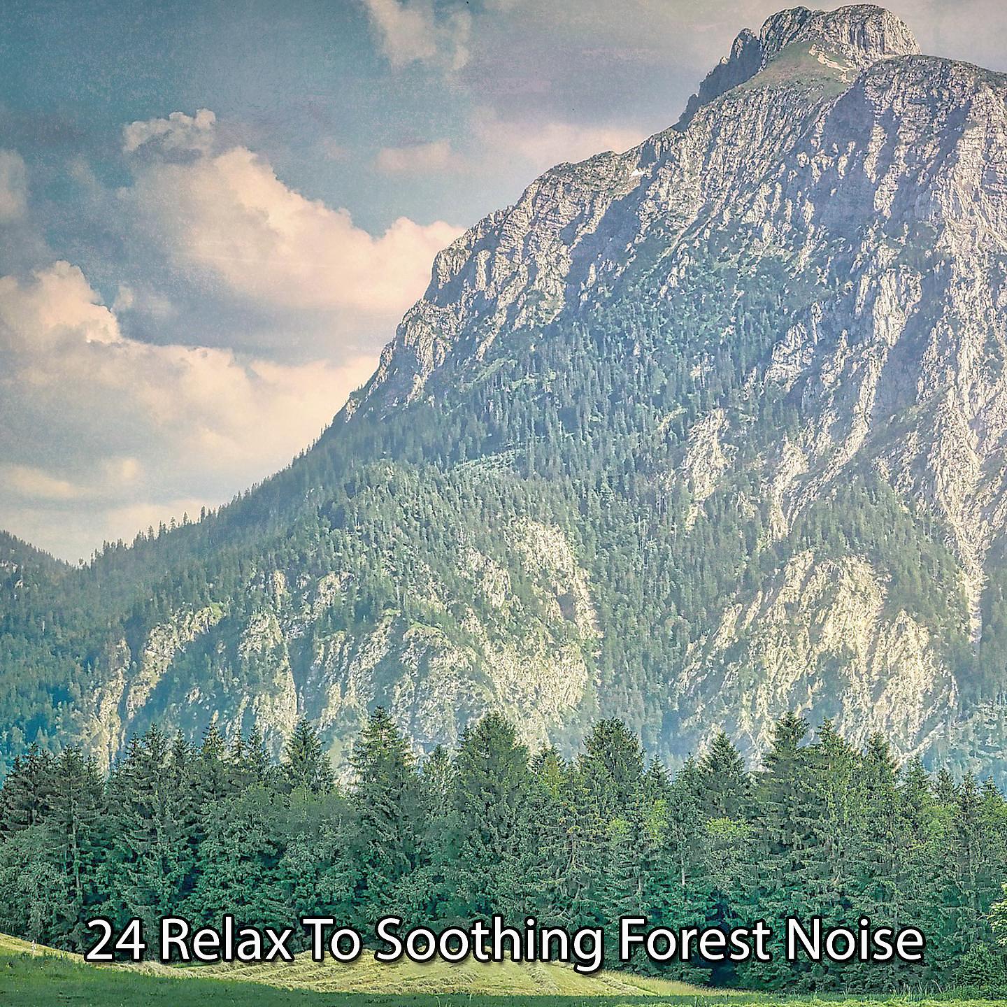 Постер альбома !!!! 24 Расслабьтесь под успокаивающий лесной шум !!!!