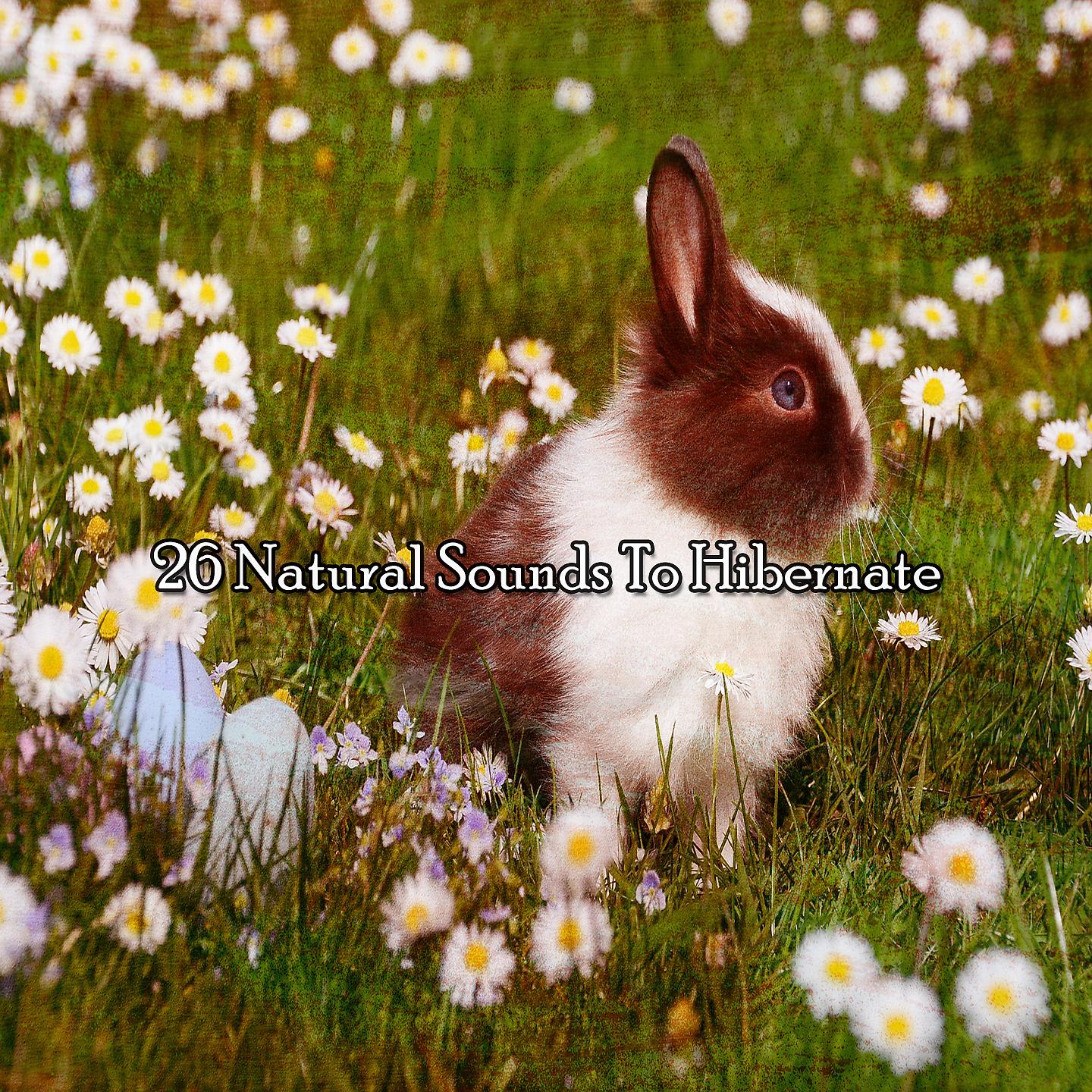Постер альбома 26 естественных звуков, чтобы погрузиться в спячку