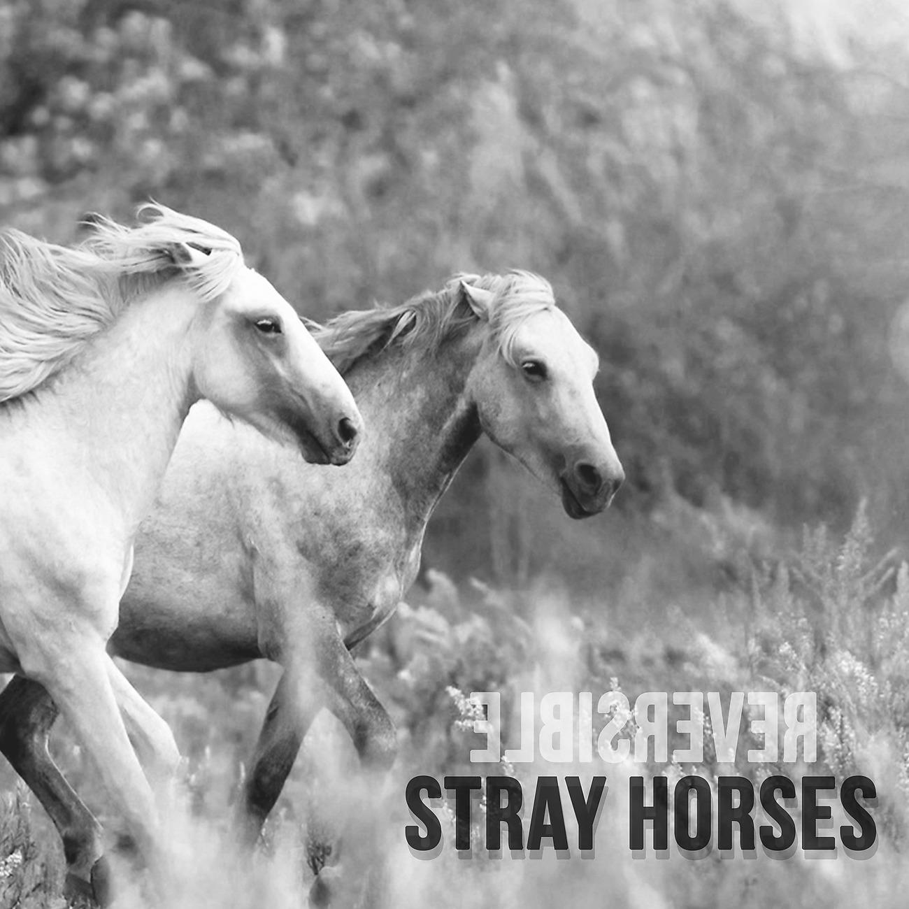 Постер альбома Stray Horses