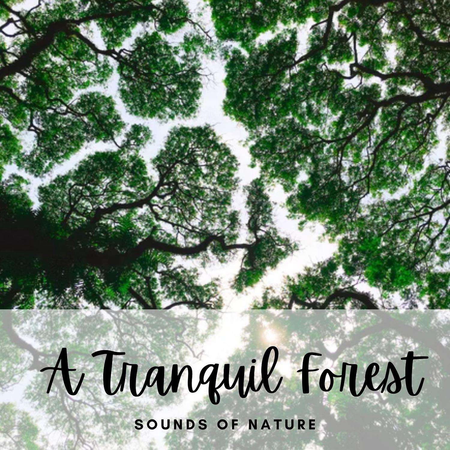 Постер альбома Sounds of Nature: A Tranquil Forest