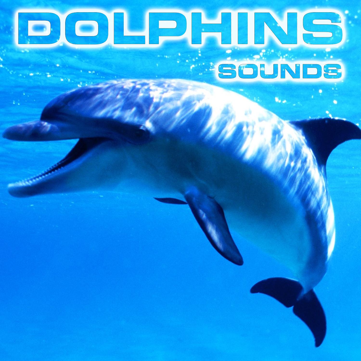 Постер альбома Dolphins Sounds (feat. National Geographic Soundscapes, Soothing Sounds, Soothing Baby Sounds, Relaxing Nature Sound, White Noise Sounds For Sleep & White Noise Ambience)