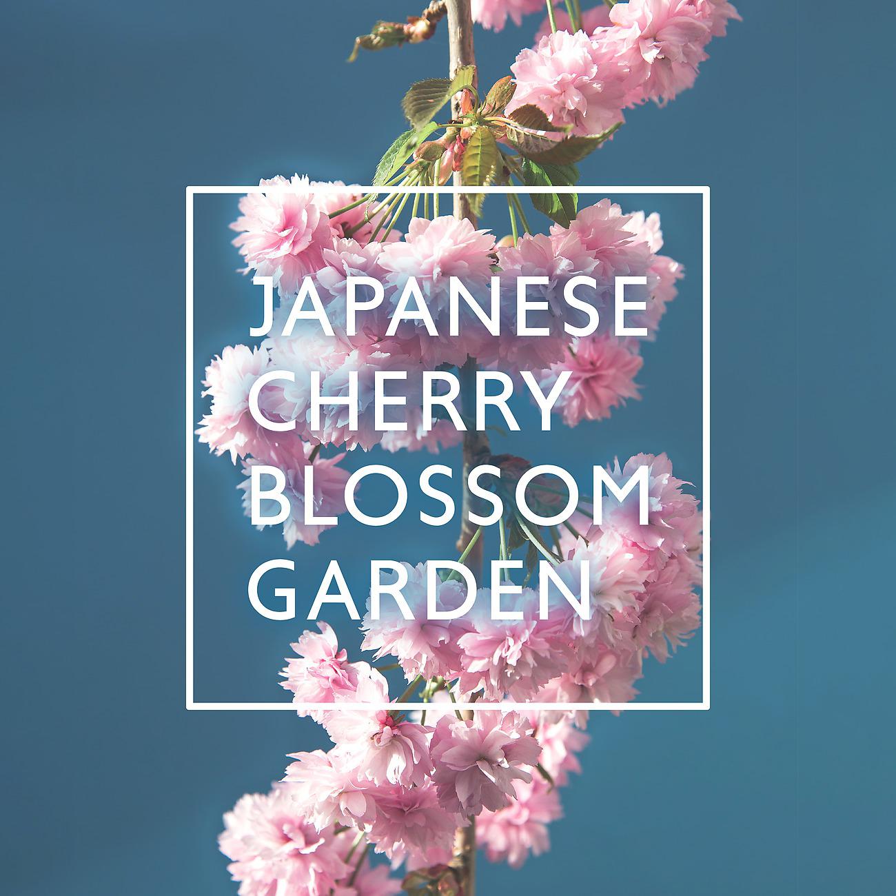 Постер альбома Japanese Cherry Blossom Garden