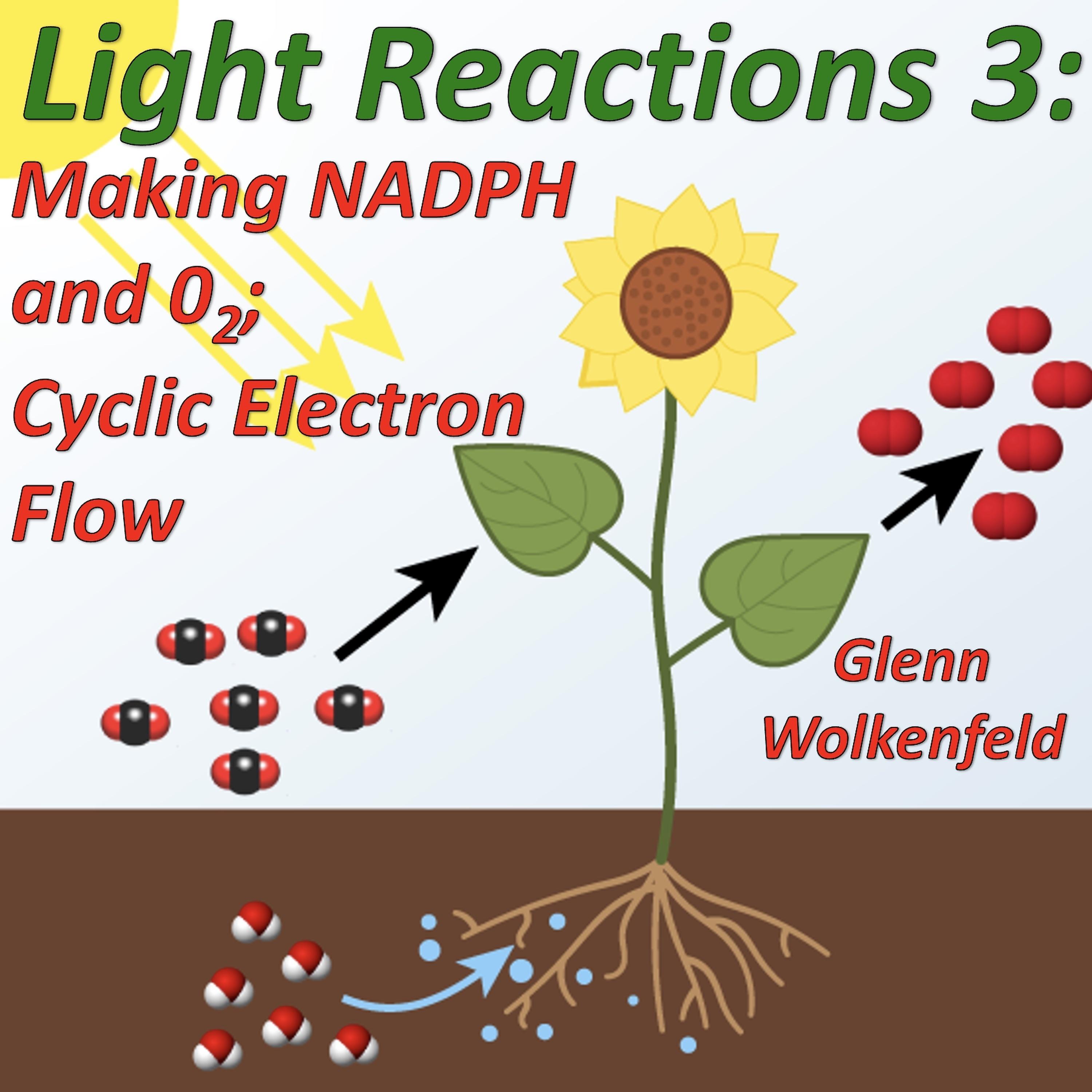 Постер альбома Light Reactions 3: Making Nadph and O2; Cyclic Electron Flow