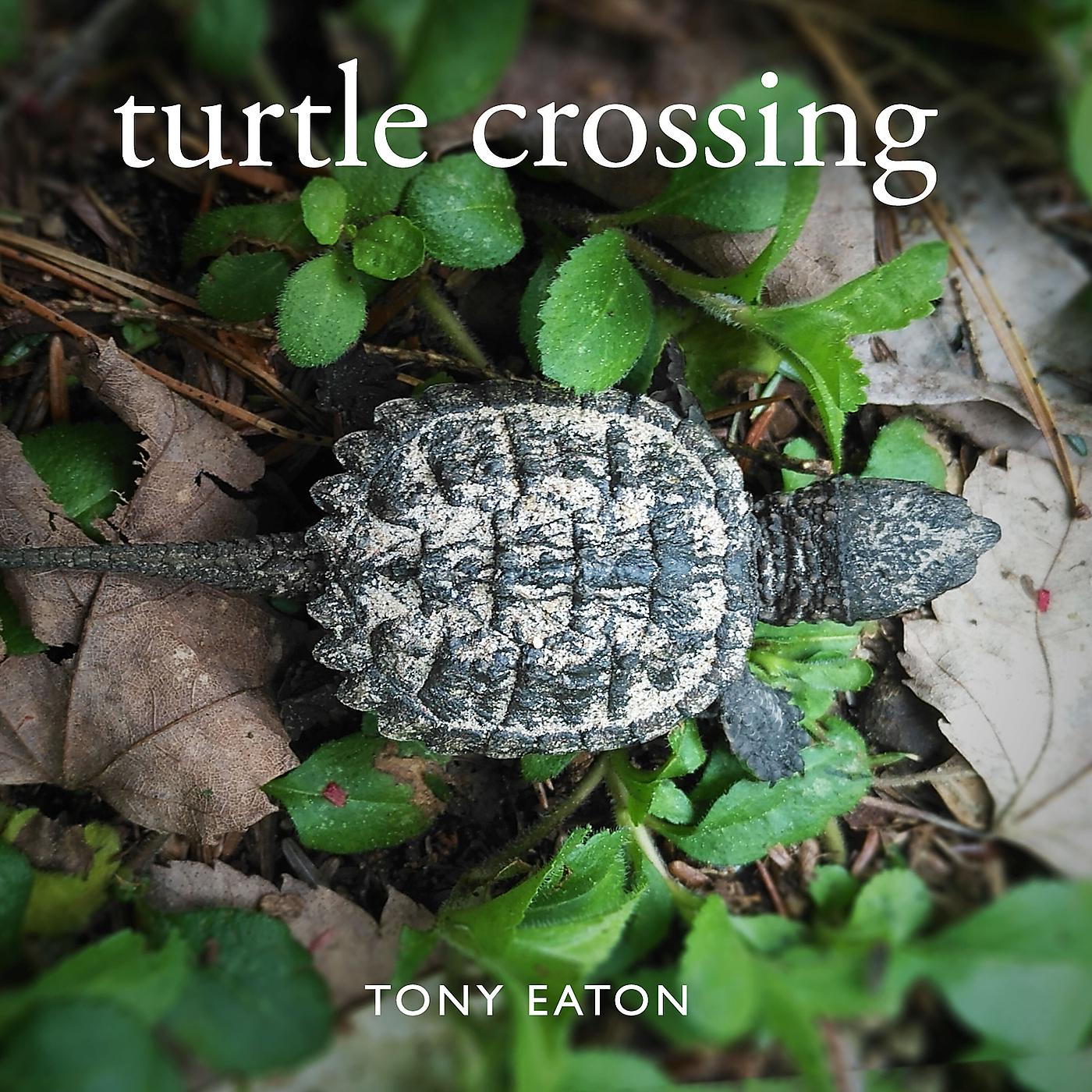 Постер альбома Turtle Crossing