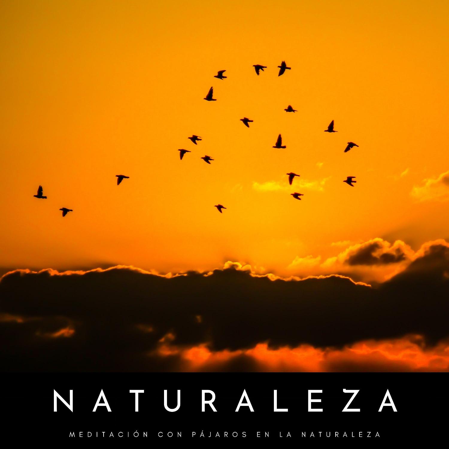 Постер альбома Naturaleza: Meditación Con Pájaros En La Naturaleza