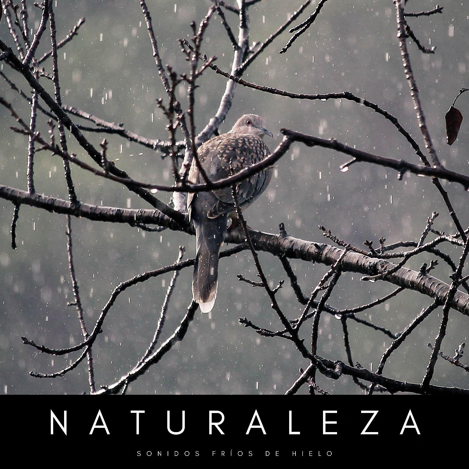Постер альбома Naturaleza: Sonidos Fríos De Hielo