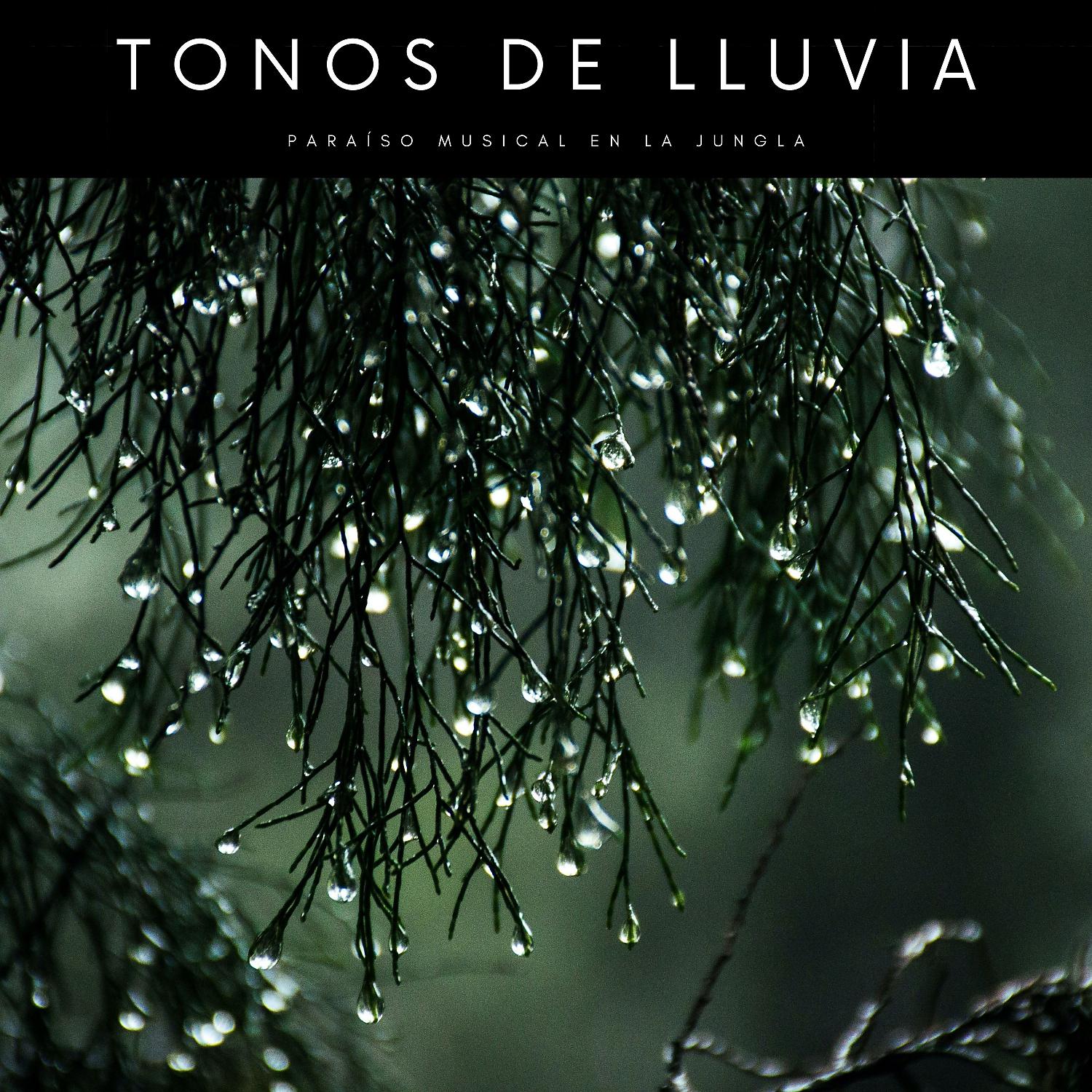 Постер альбома Tonos De Lluvia: Paraíso Musical En La Jungla