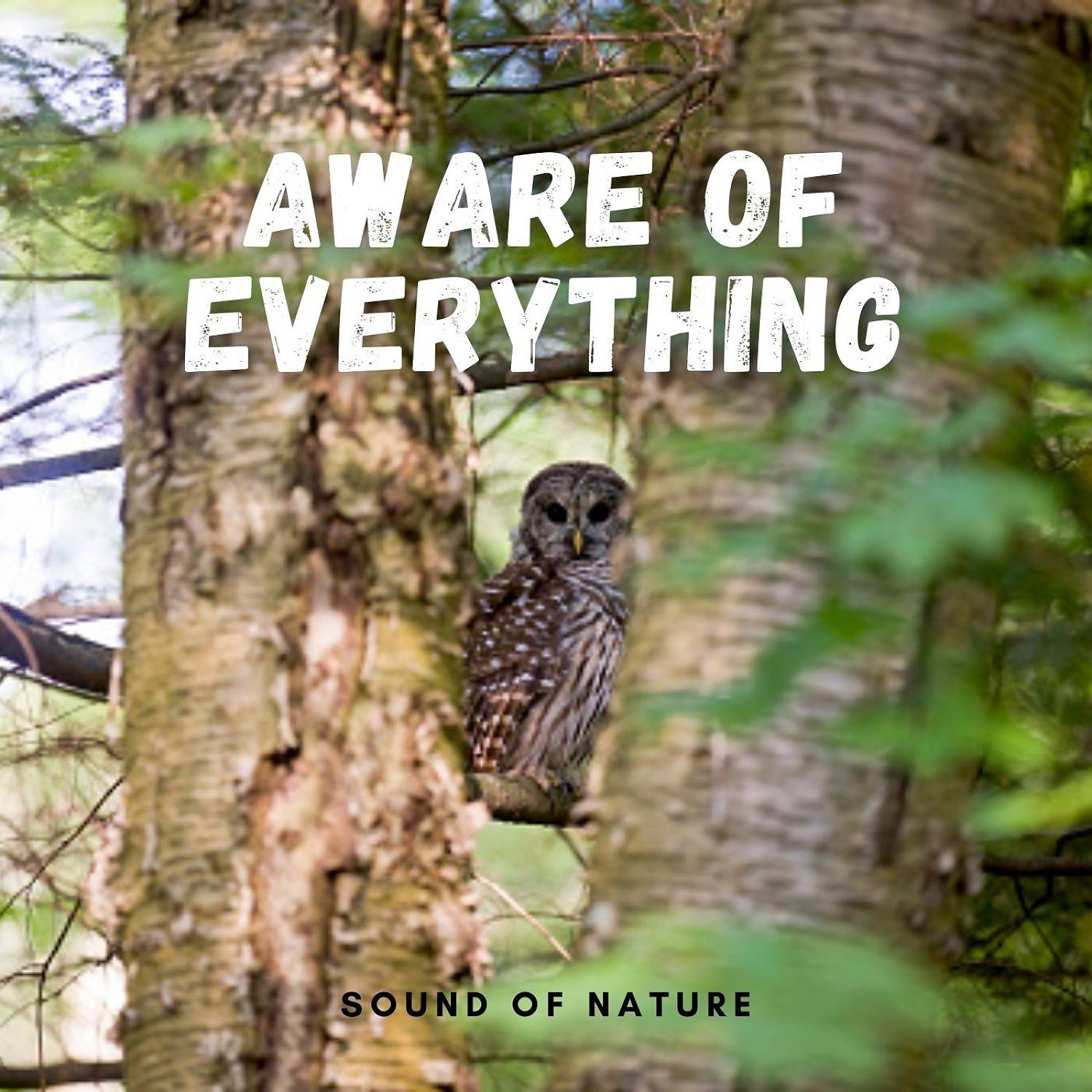 Постер альбома Sounds of Nature: Aware of Everything