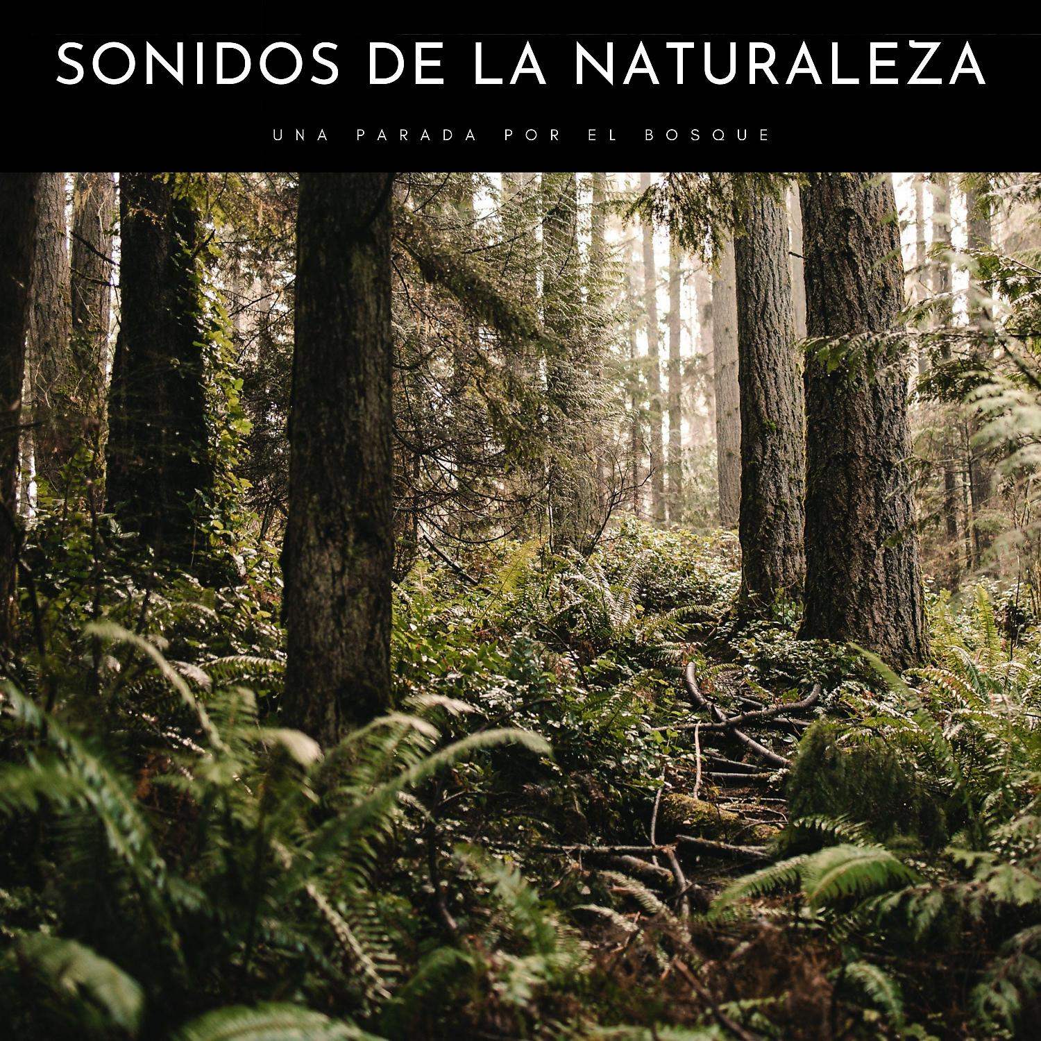 Постер альбома Sonidos De La Naturaleza: Una Parada Por El Bosque