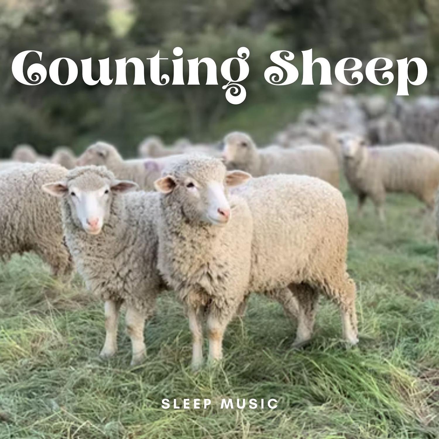 Постер альбома Sleep Music: Counting Sheep