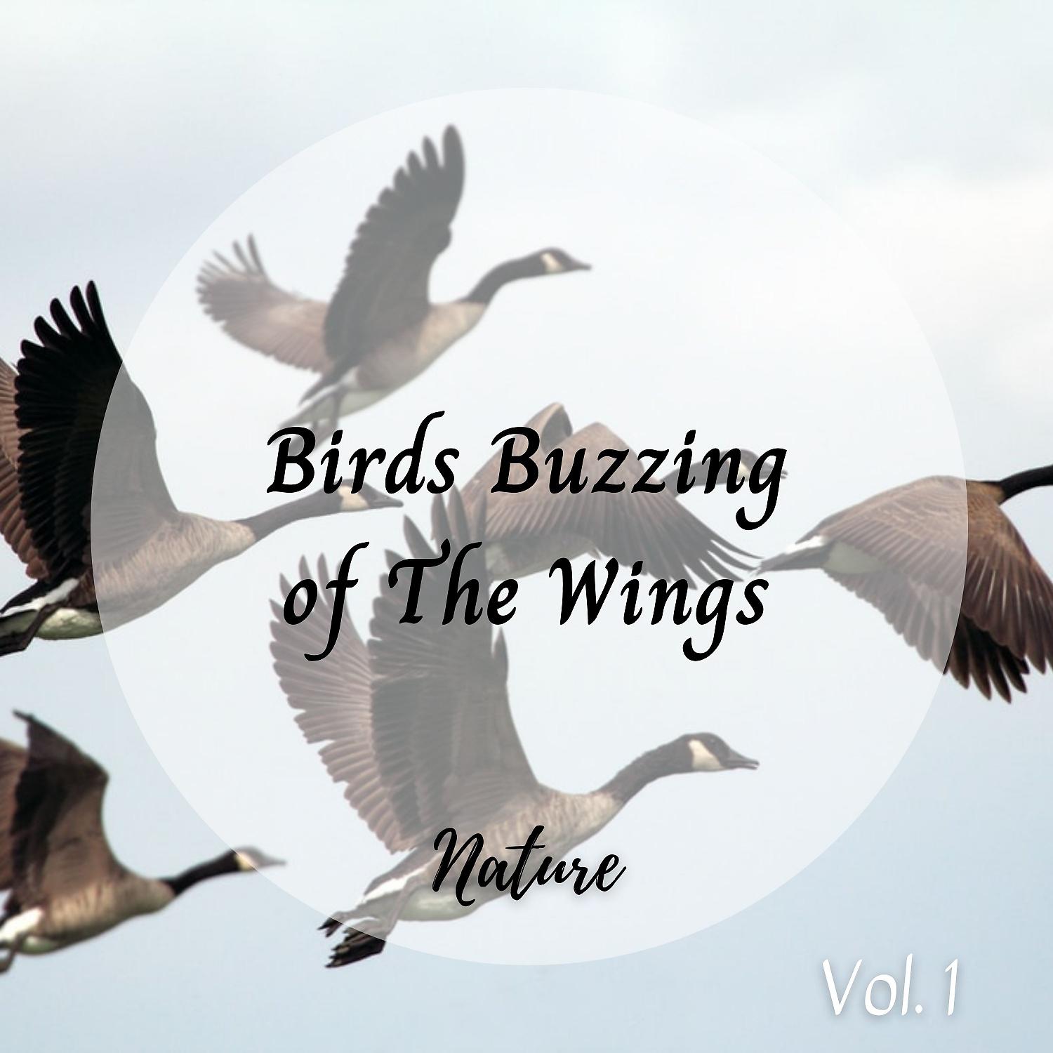 Постер альбома Nature: Birds Buzzing of The Wings Vol. 1
