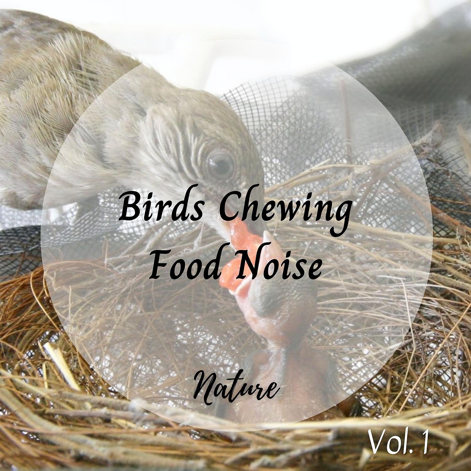 Постер альбома Nature: Birds Chewing Food Noise Vol. 1
