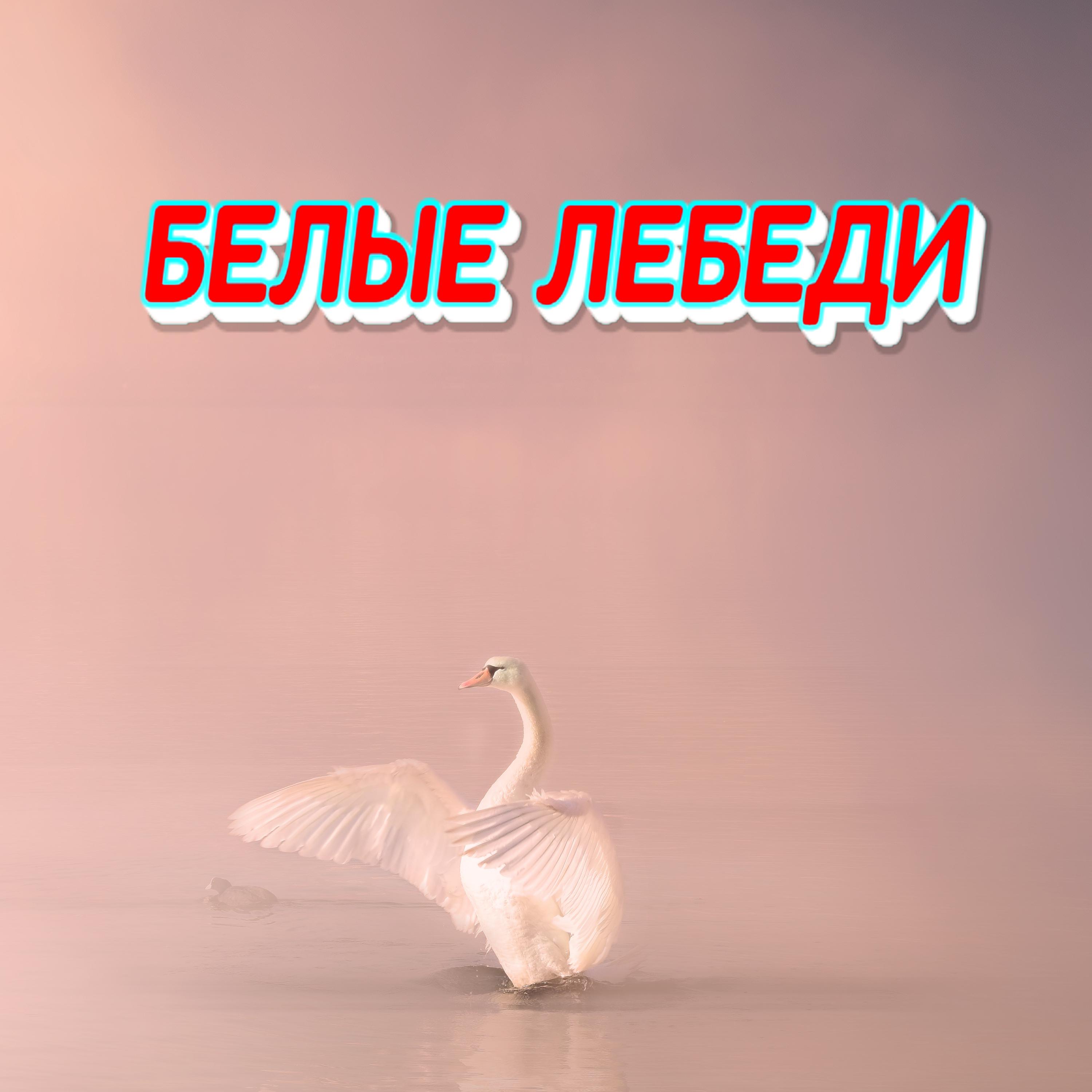 Постер альбома Белые лебеди