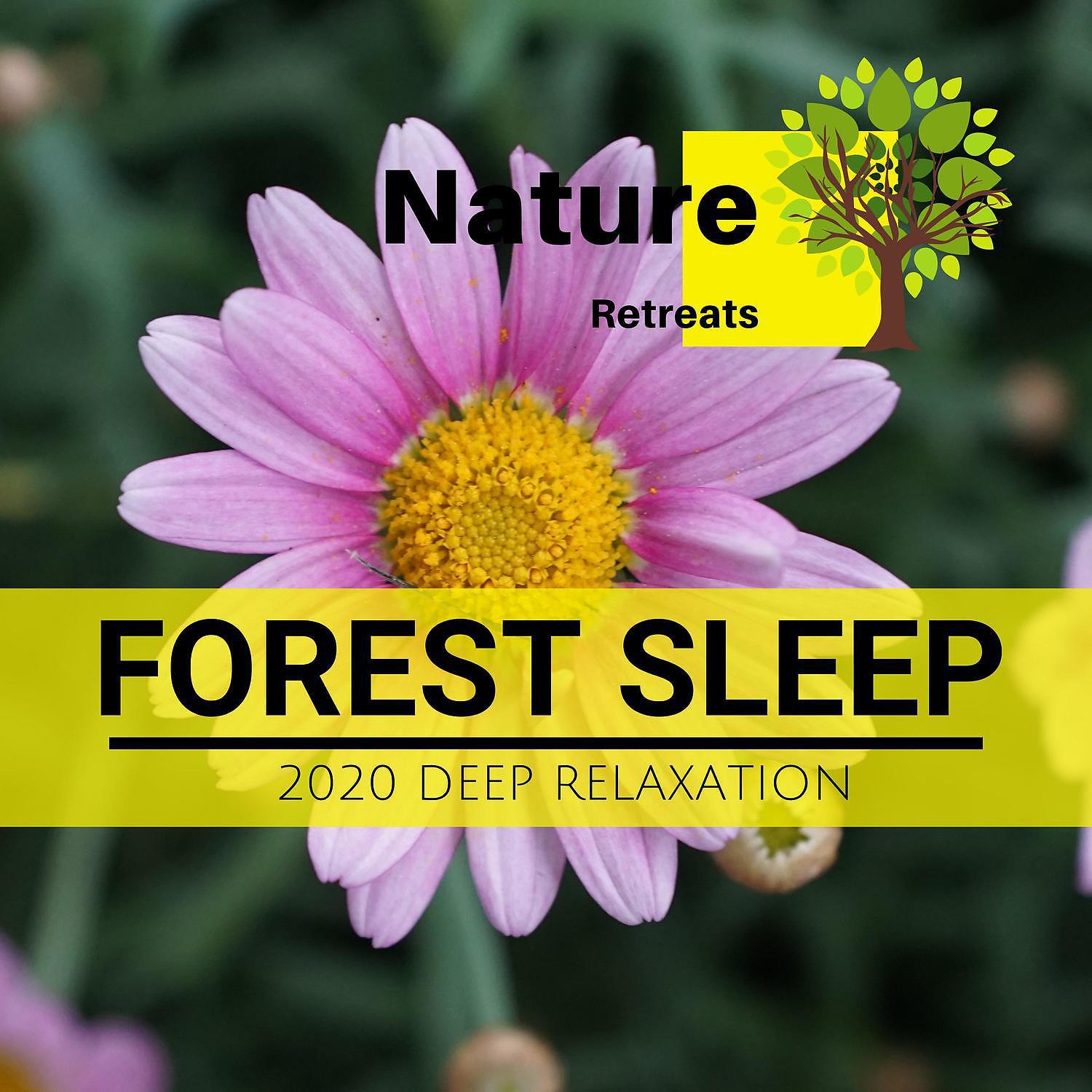 Постер альбома Forest Sleep - 2020 Deep Relaxation