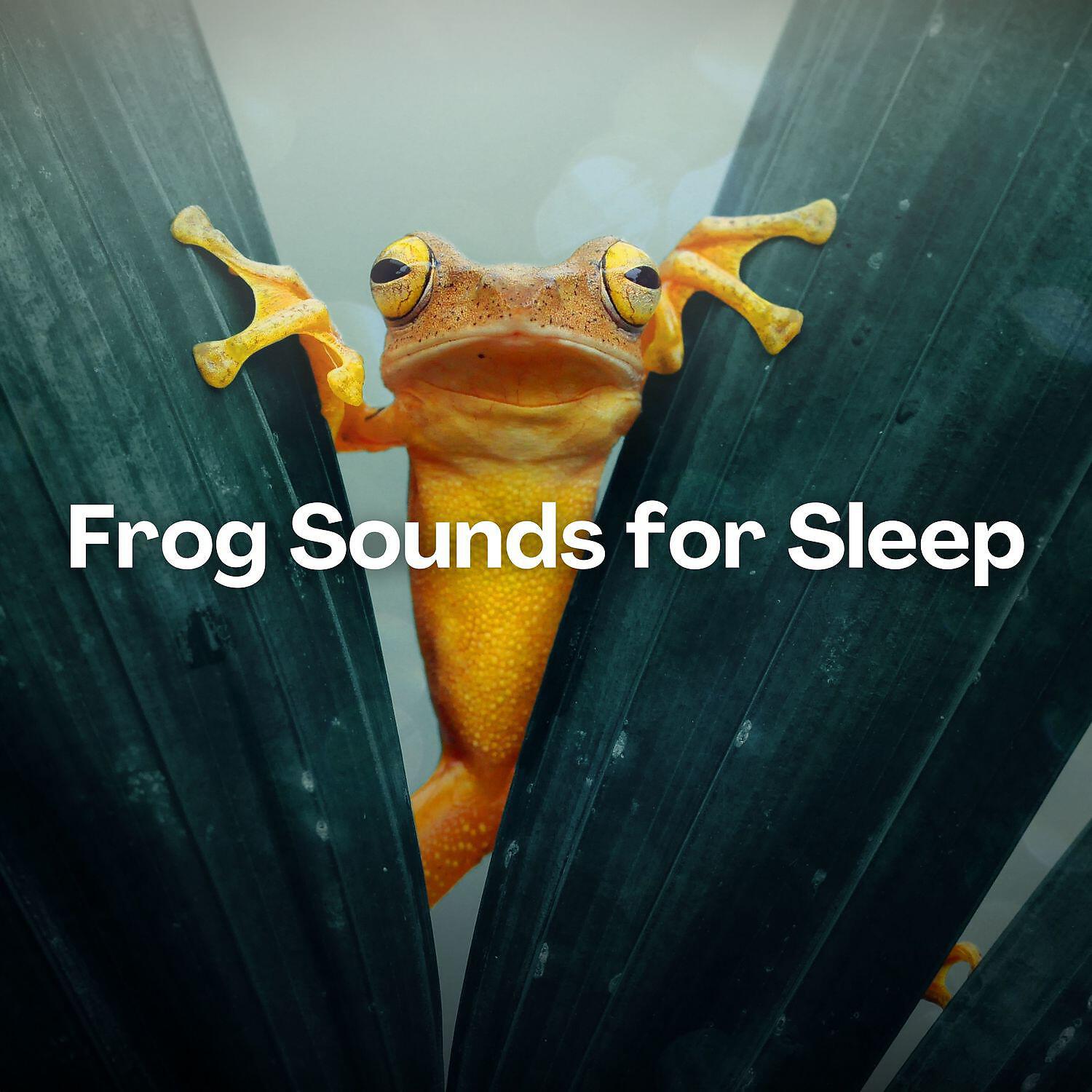 Night Sounds Channel - Spa Ambient Relax (Nature Sounds)