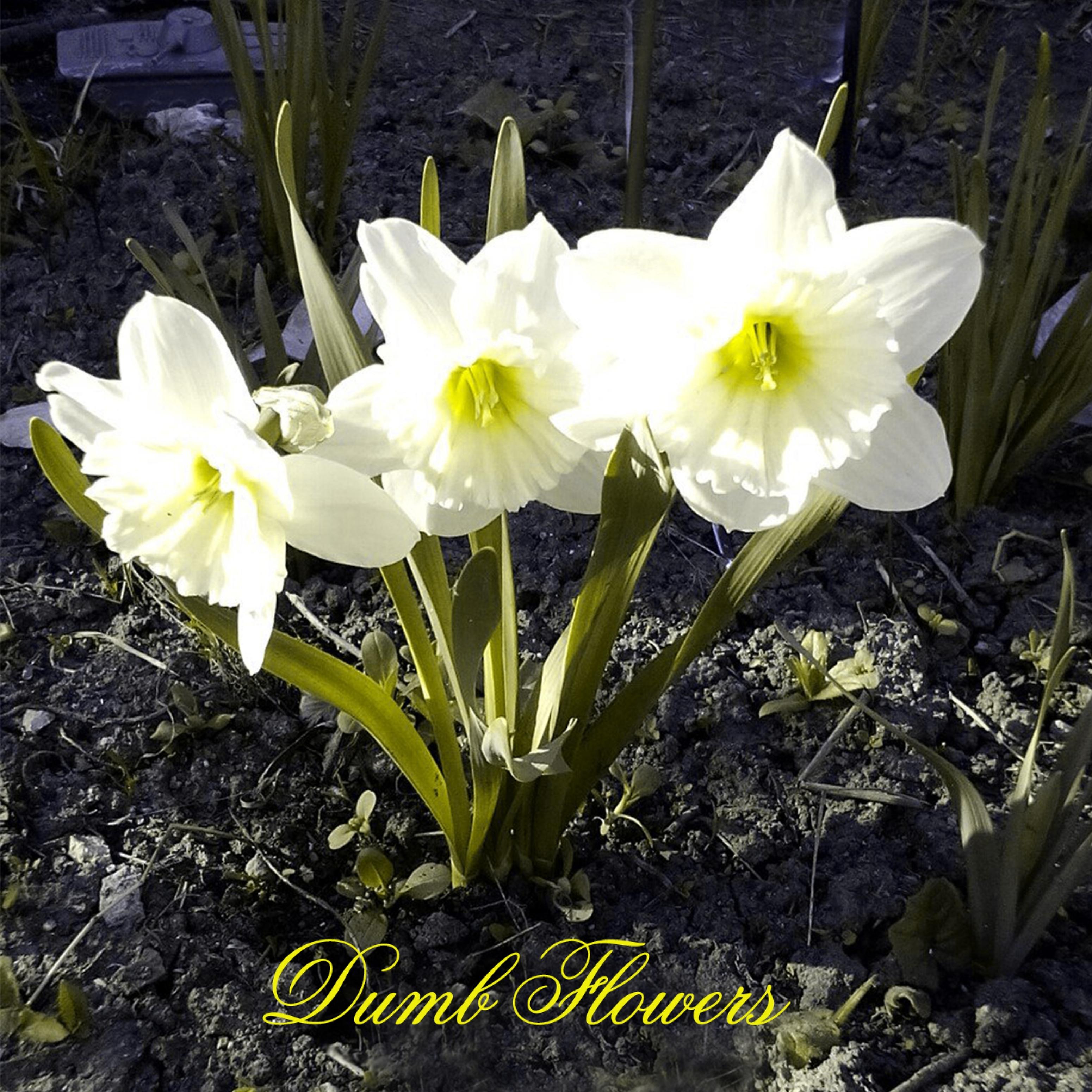 Постер альбома Dumb Flowers