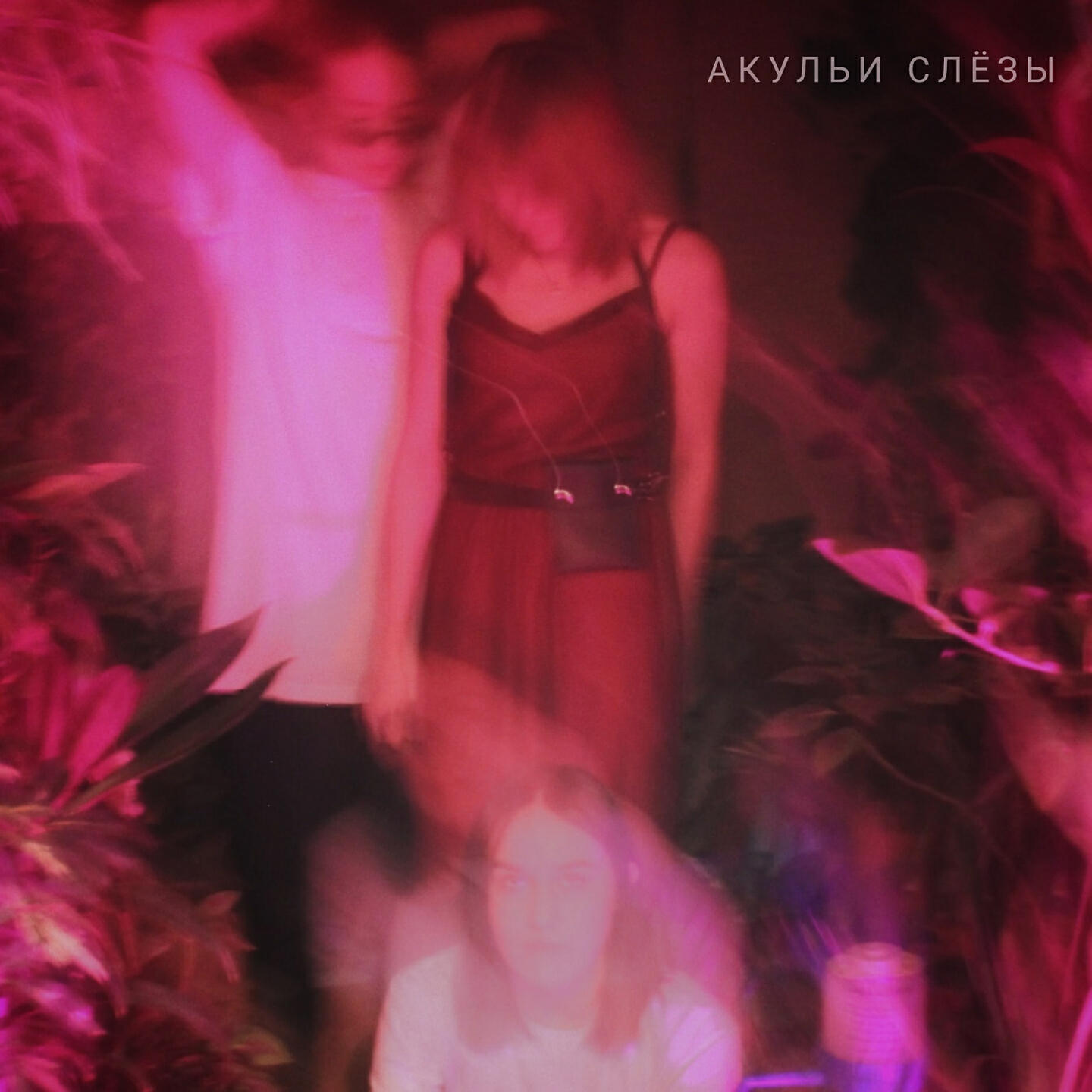 акульи слёзы - малость