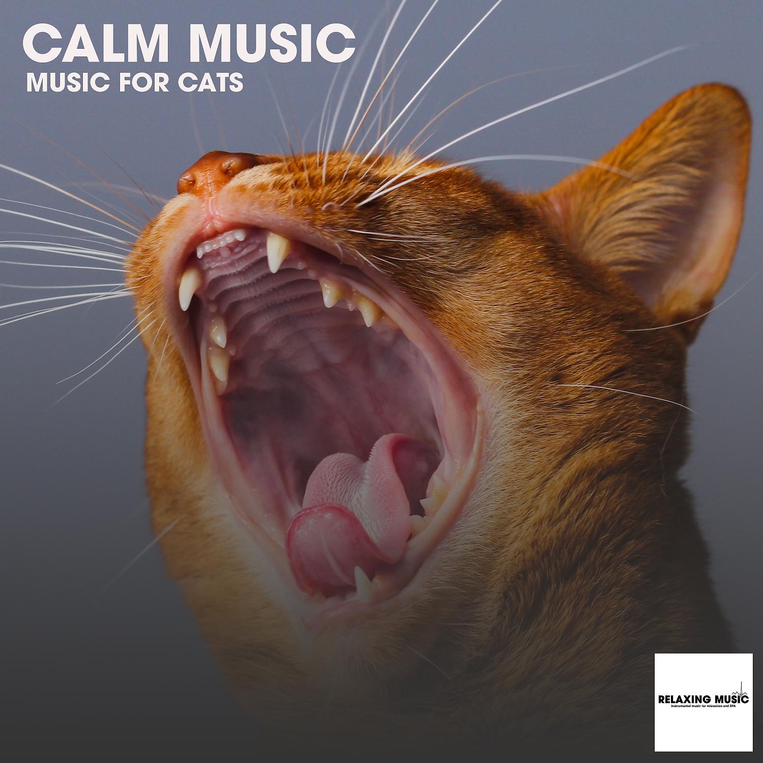 Постер альбома Music for Cats
