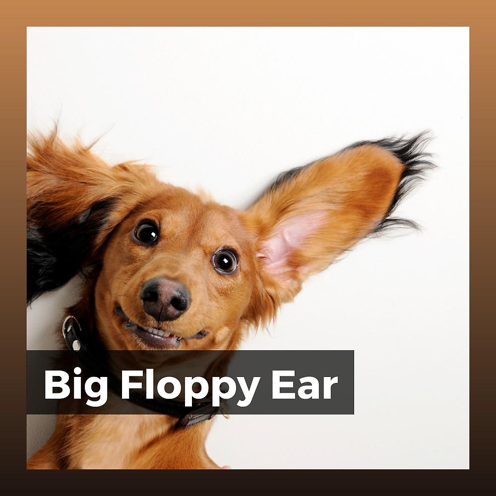 Постер альбома Big Floppy Ear