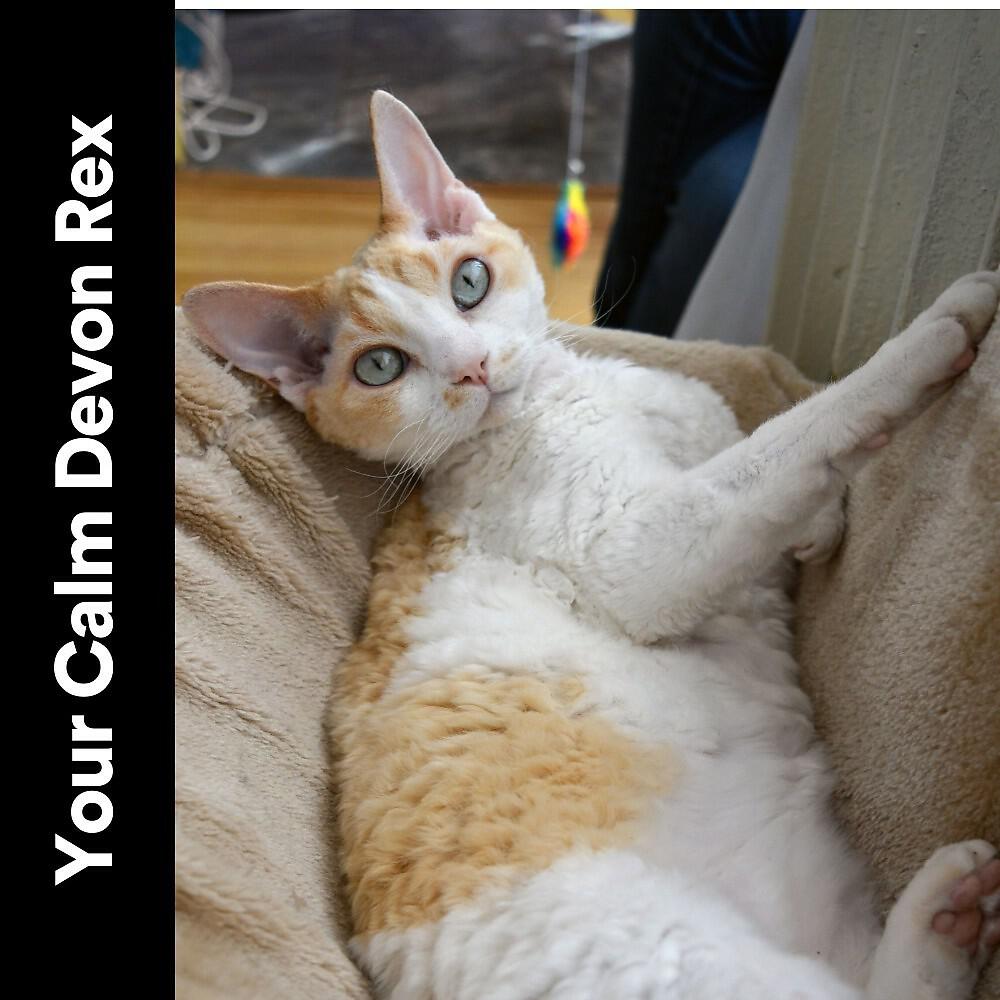 Music For Cats Peace - Kitten Paws