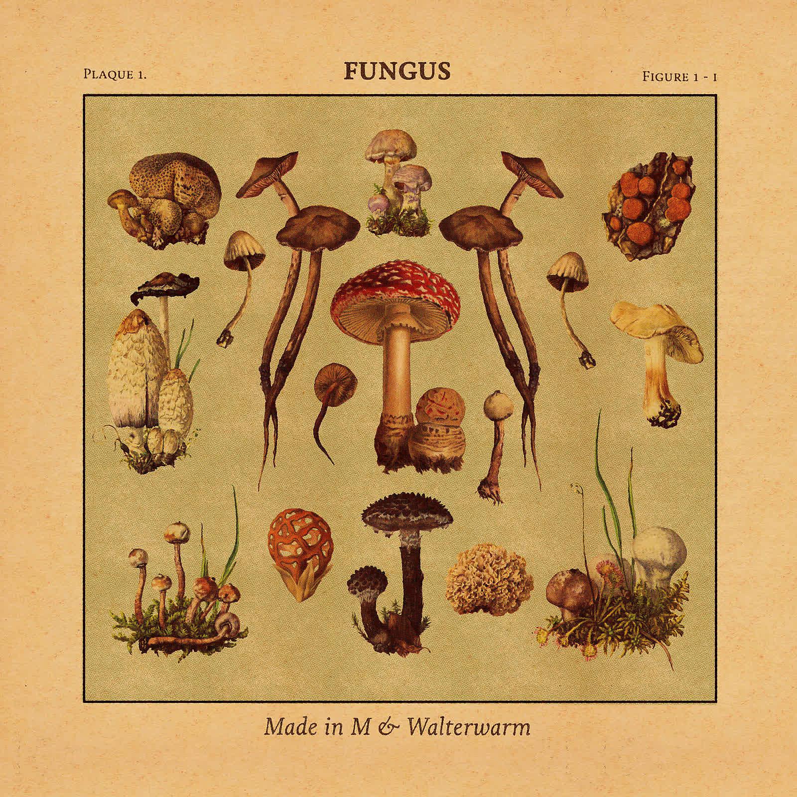 Постер альбома Fungus