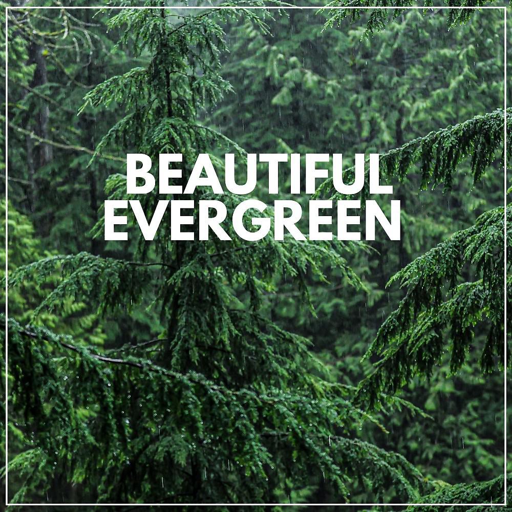 Постер альбома Beautiful Evergreen