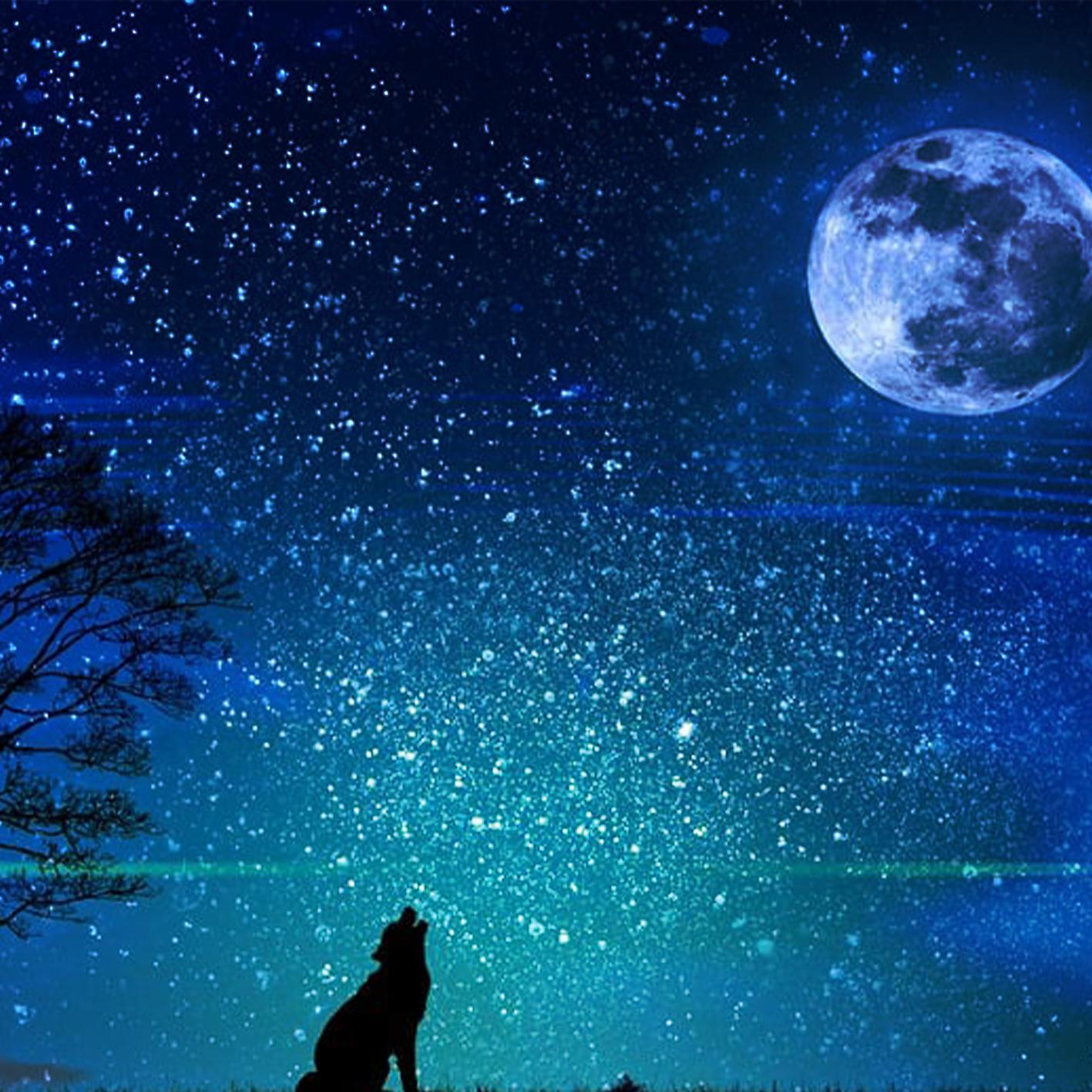 Постер альбома Wolf in the nature - vibrations are the connections of the existence