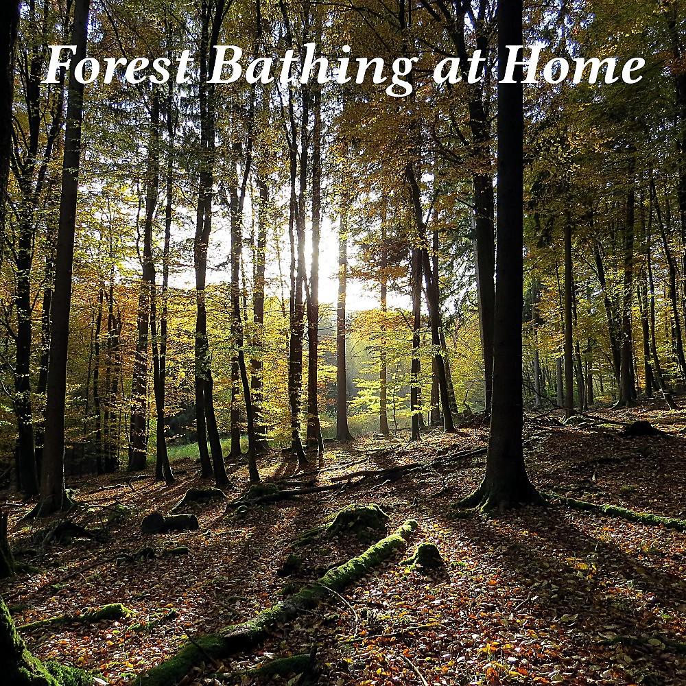 Постер альбома Forest Bathing at Home
