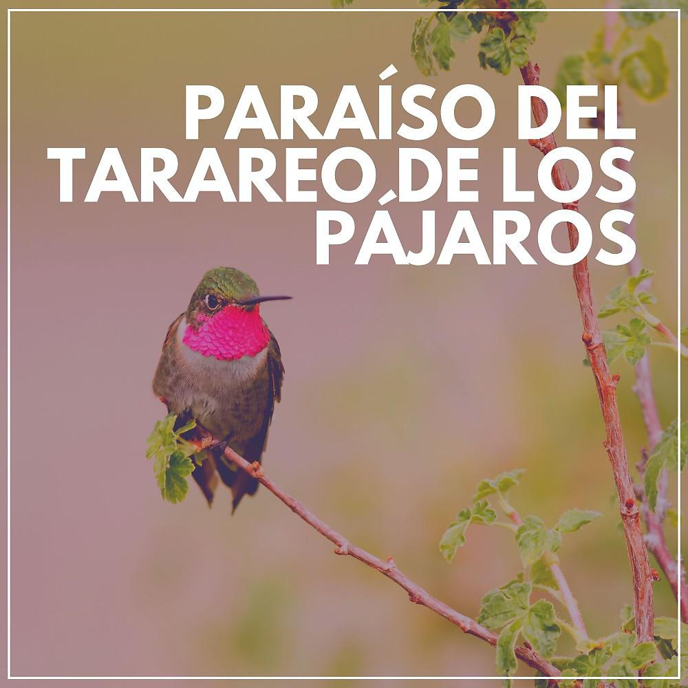 Постер альбома Paraíso del Tarareo de los Pájaros