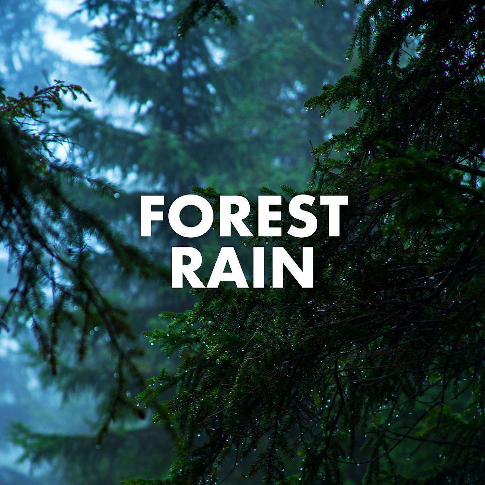 Постер альбома Forest Rain