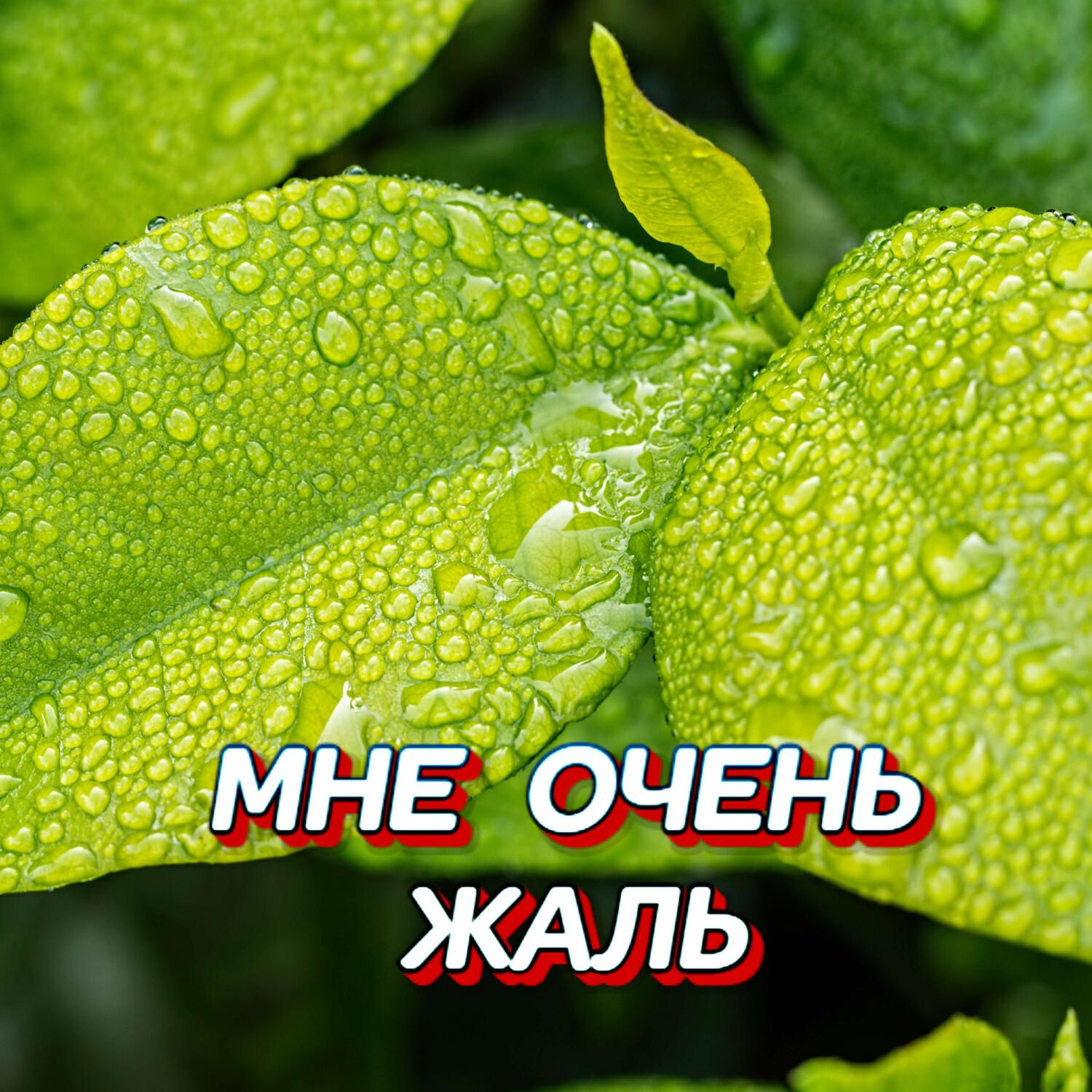 МНЕ ОЧЕНЬ ЖАЛЬ