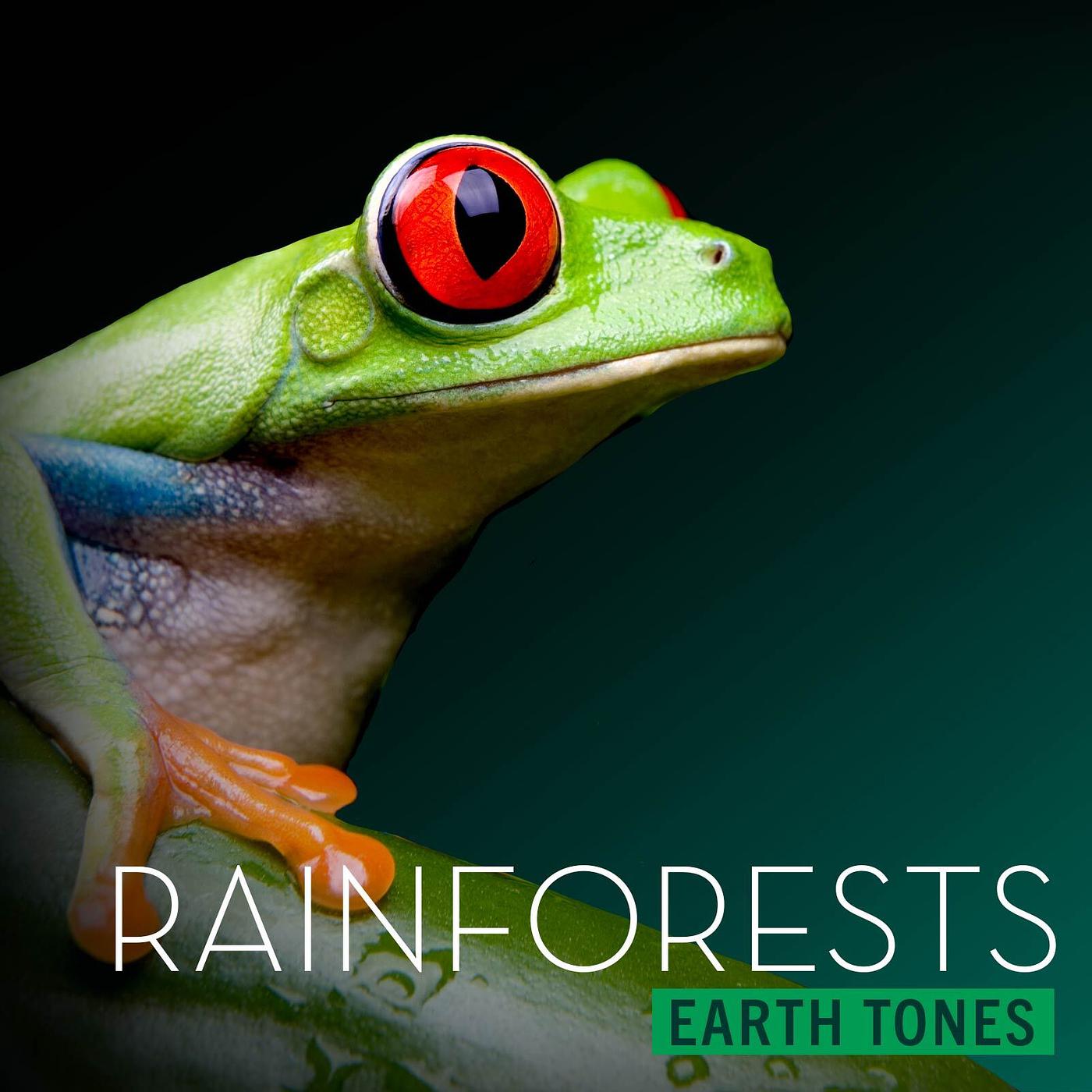 Постер альбома Earth Tones: Rainforests