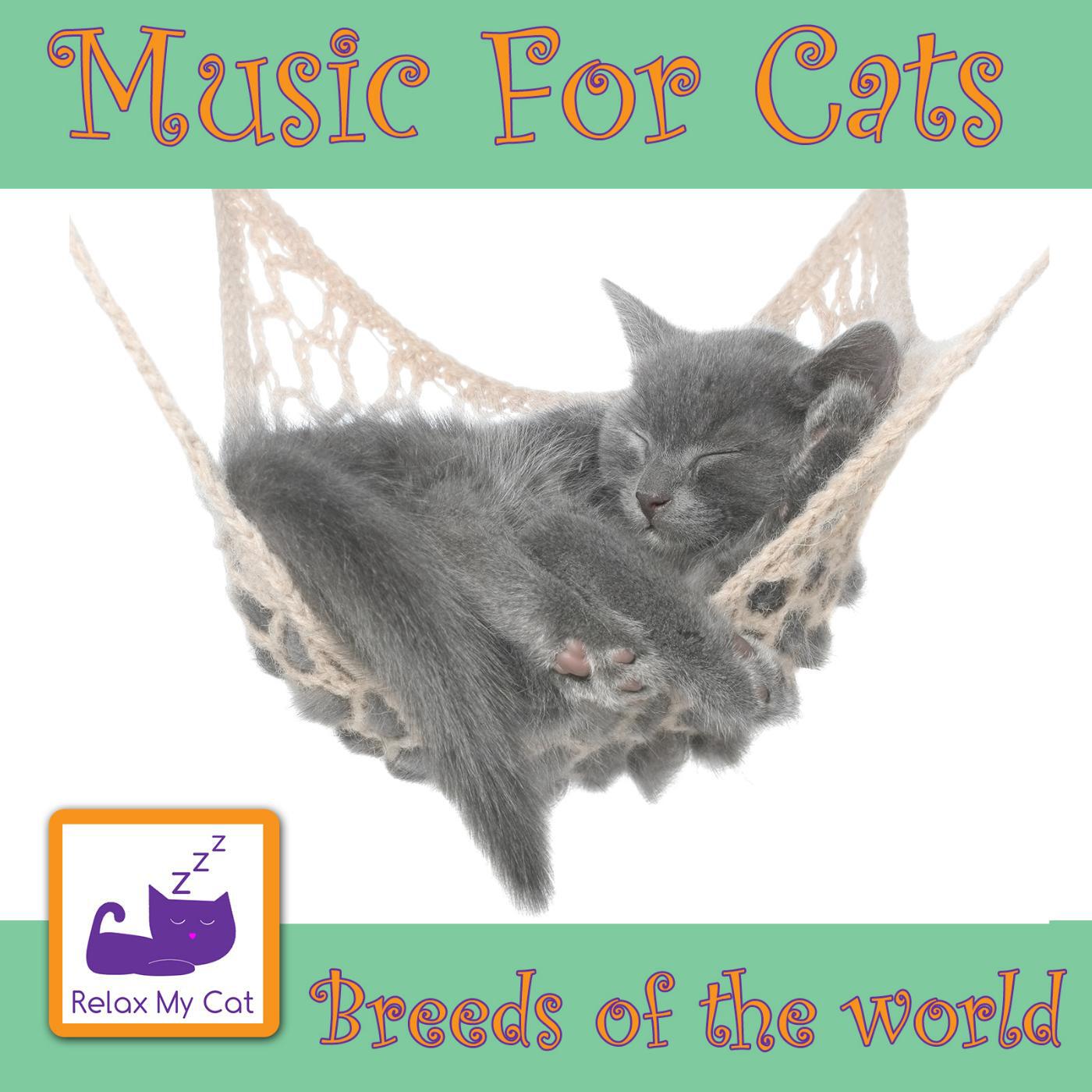 RelaxMyCat - Burmese